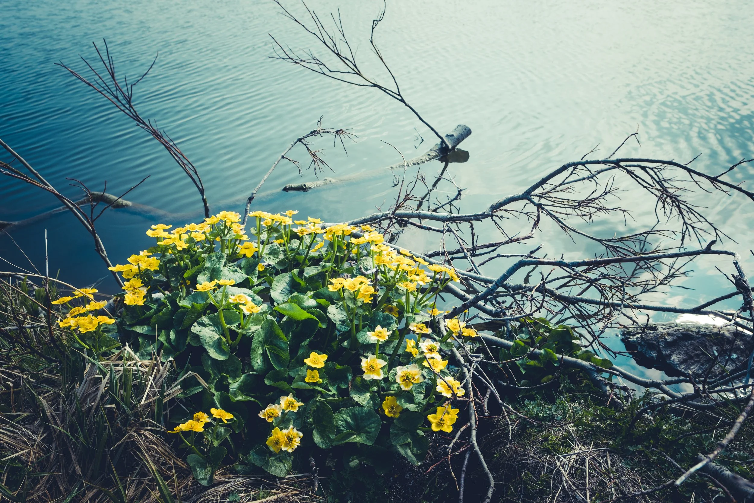 Hljómskálagarðurinn in Reykjavík