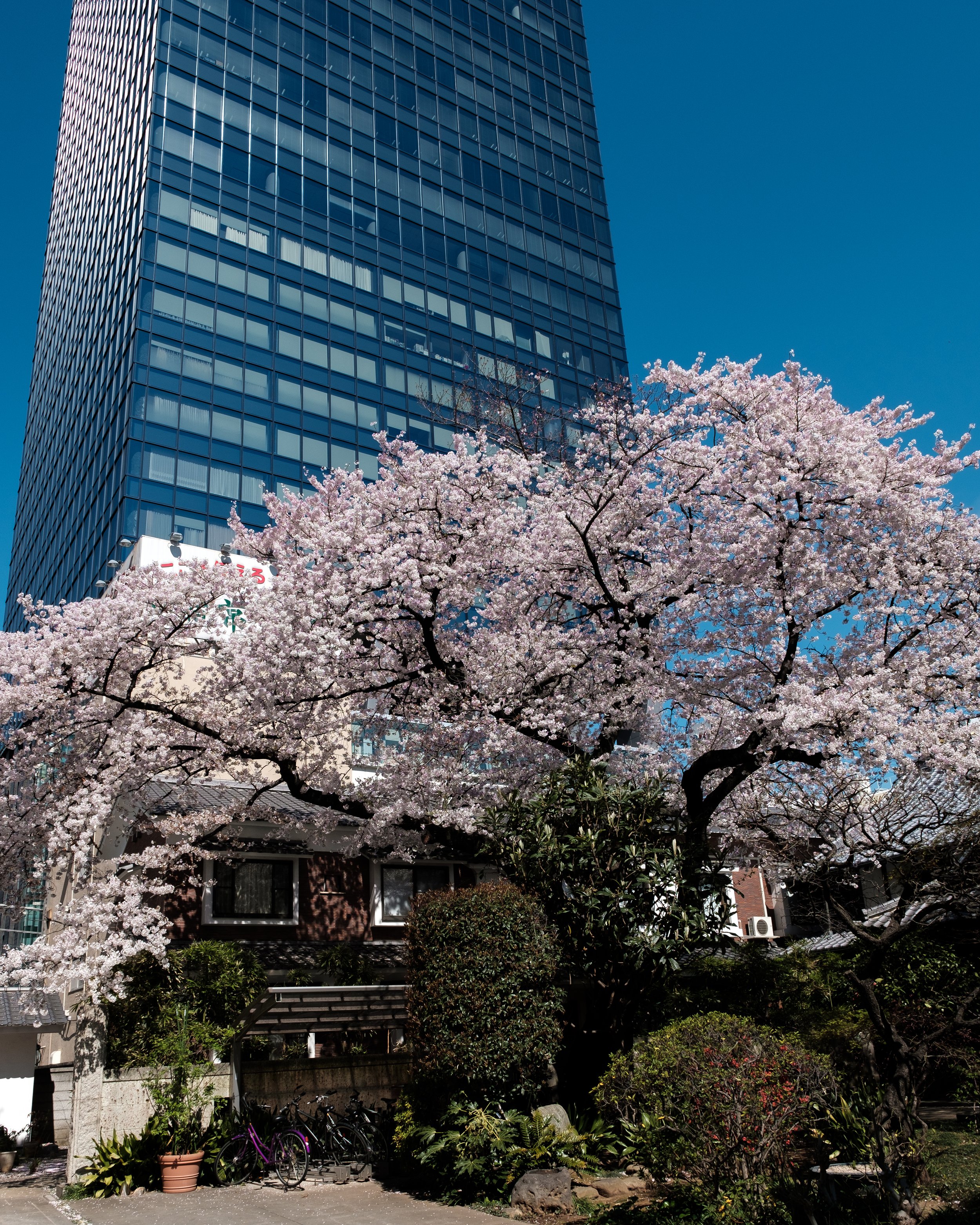 Shinjuku, Tokyo