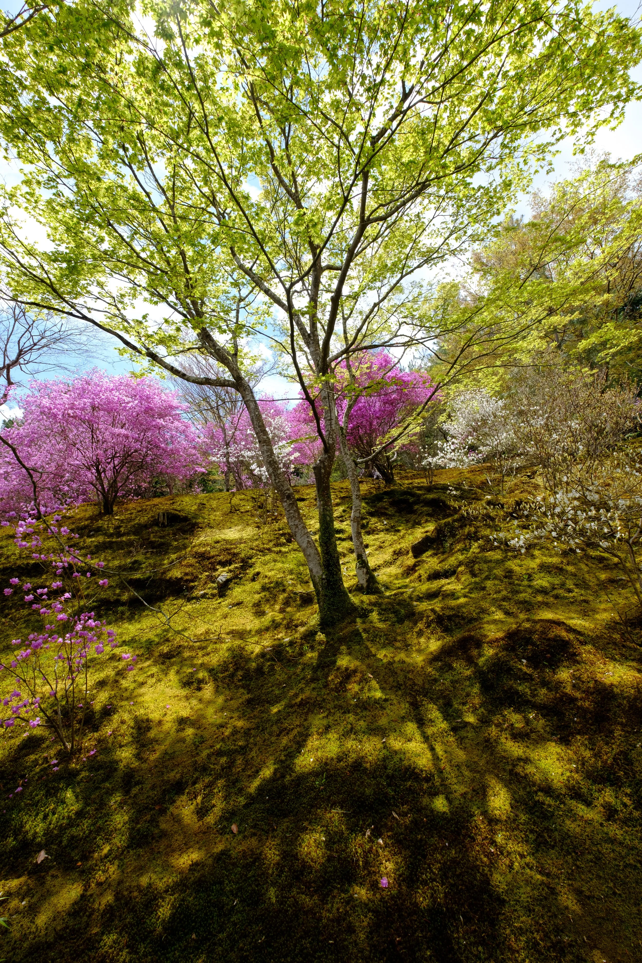 Arashiyama
