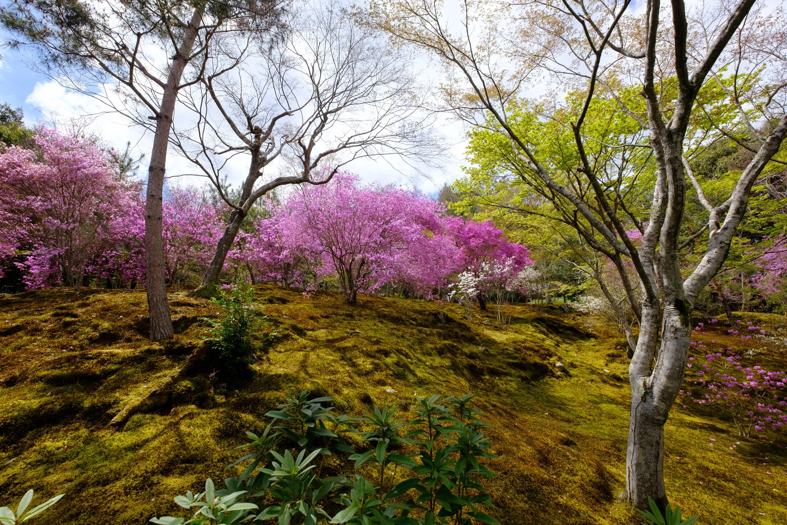 Arashiyama