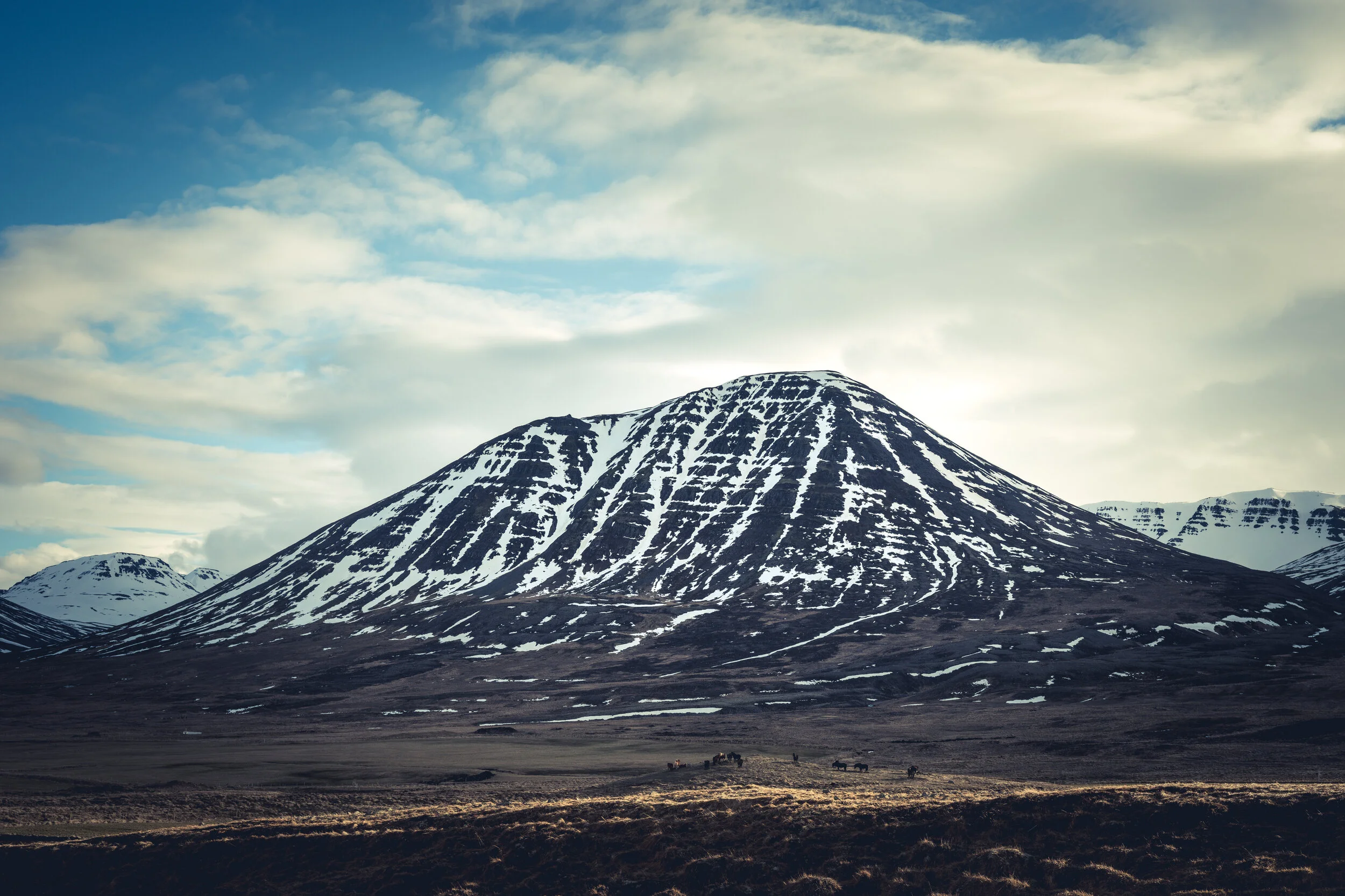 Nautabúshnjúkur
