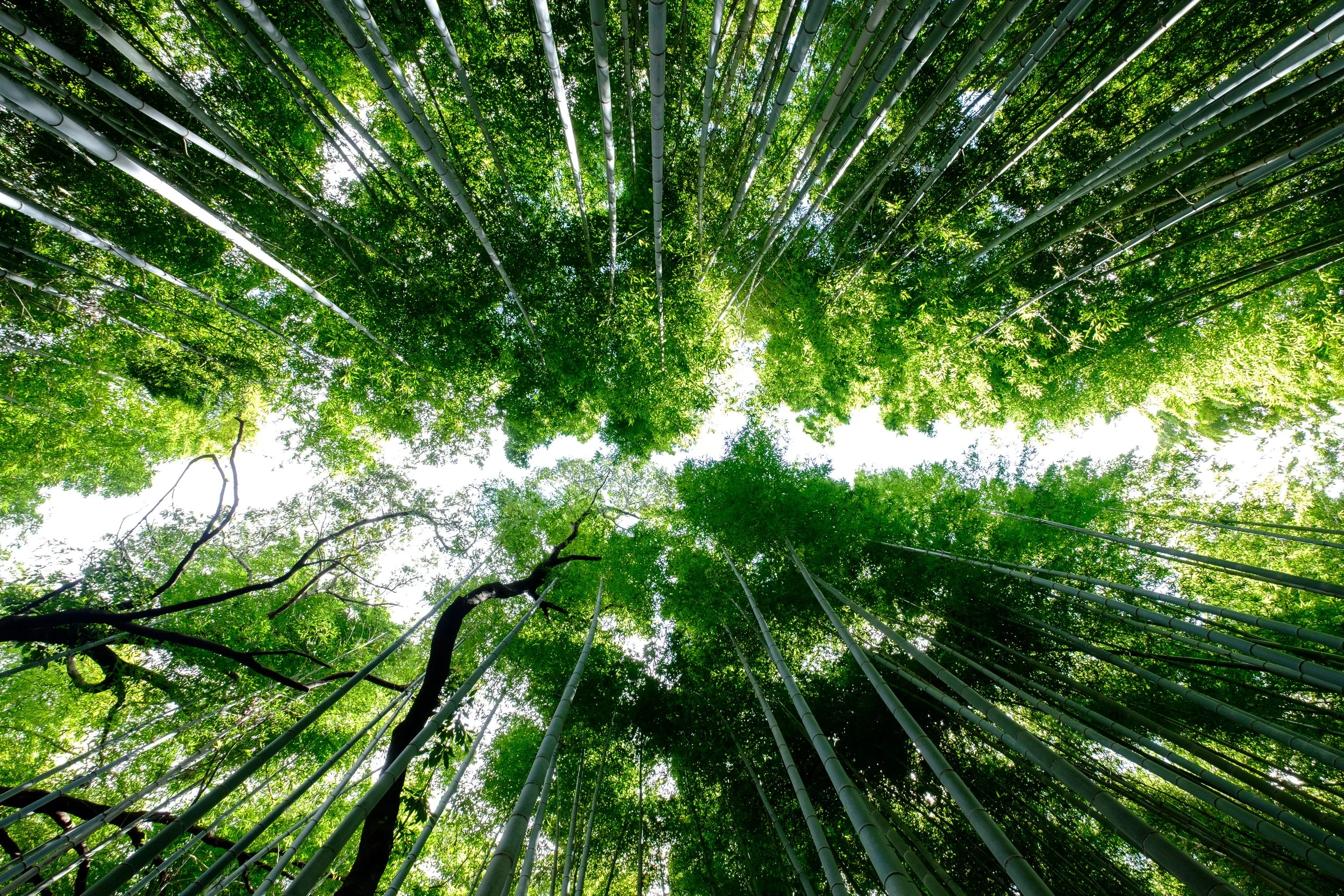 Arashiyama