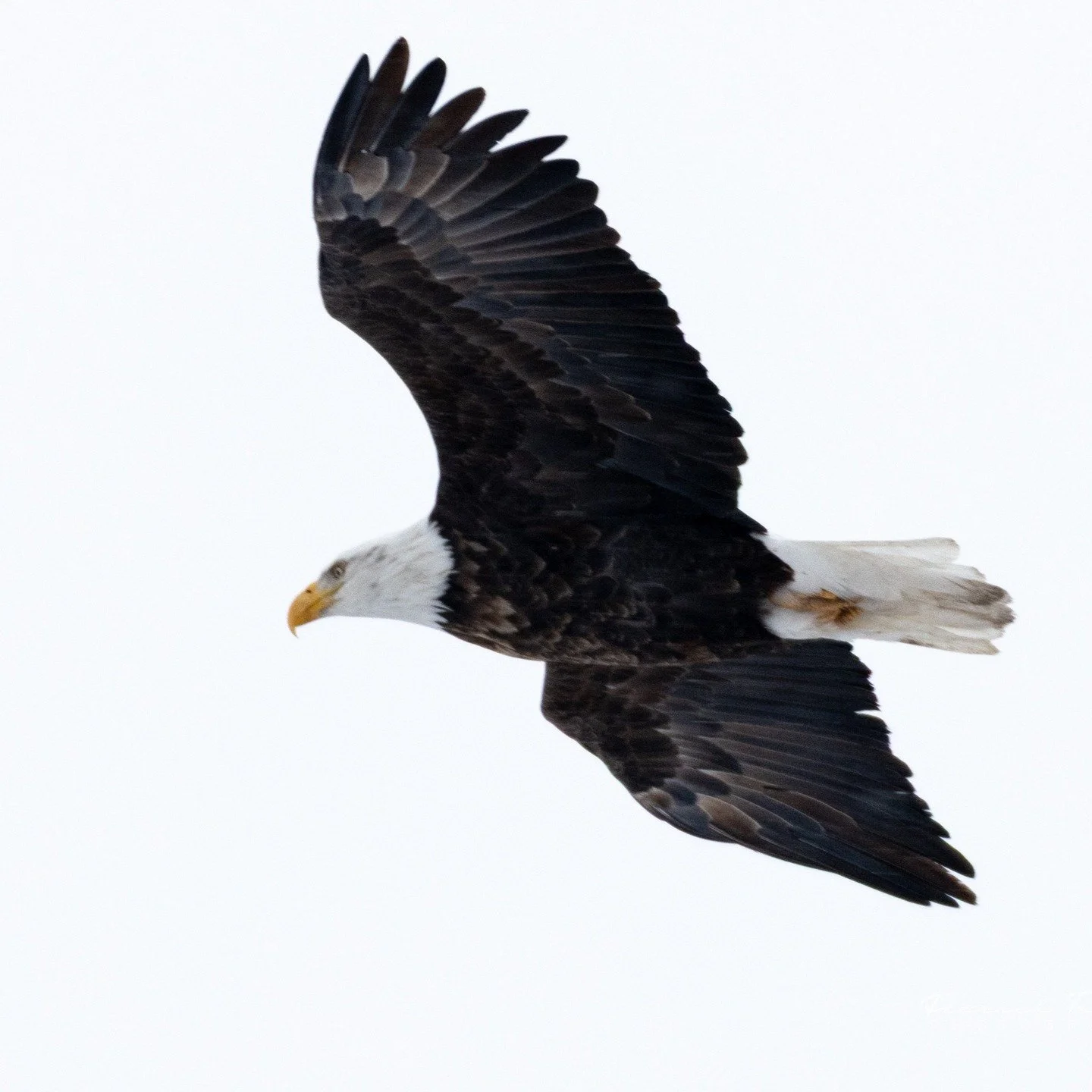 @bartelcandace Check out these birds. Captured a couple of good shots.