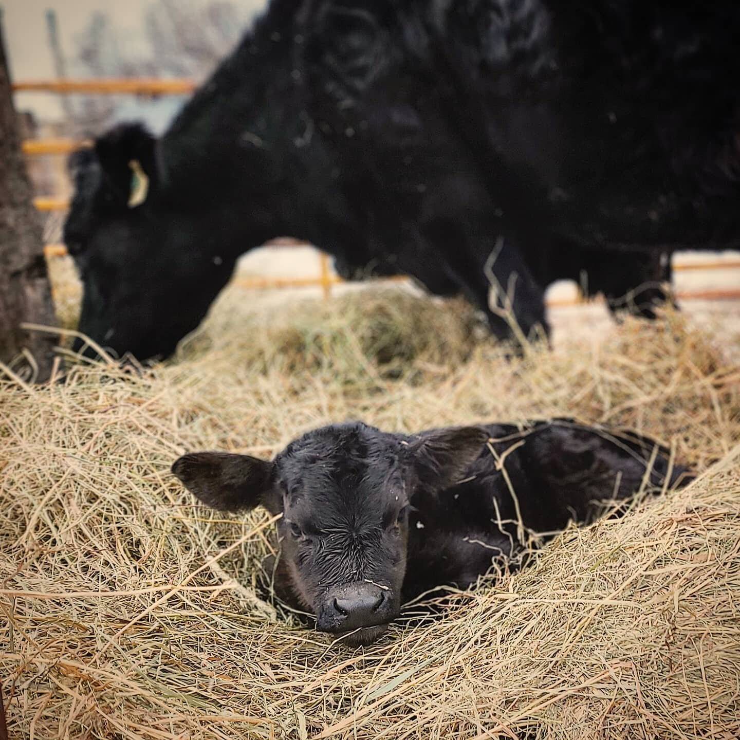 This year's calving season is slowing down. The weather is changing,  warmer days and nights, more sunshine, and it lightens not only our workload but our hearts. Spring is surely making its way. 
#ceriseranch #ranchlife #highcountryliving #viewsfrom
