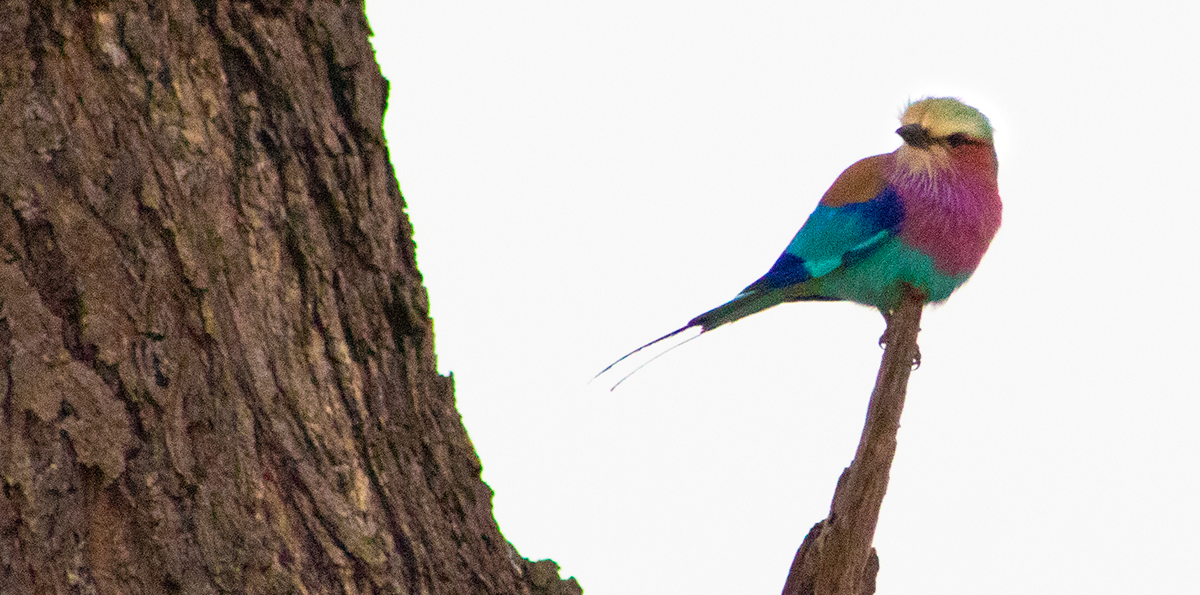 Beyond the Big Five: Africa’s Amazing Birds