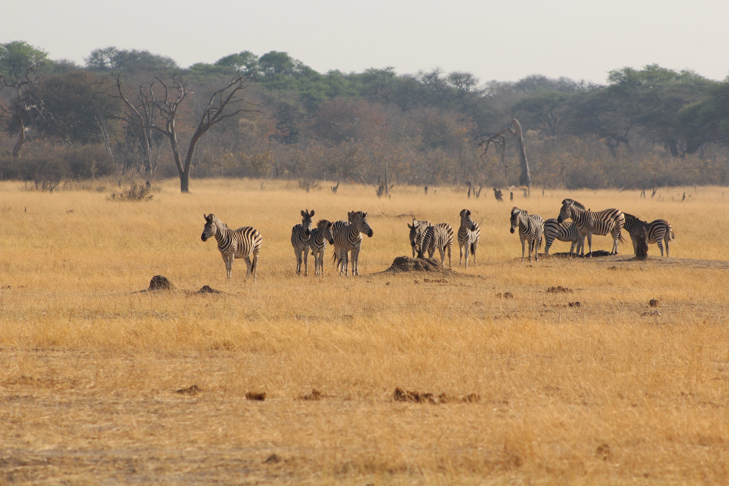 Experience Amazing Africa on Safari