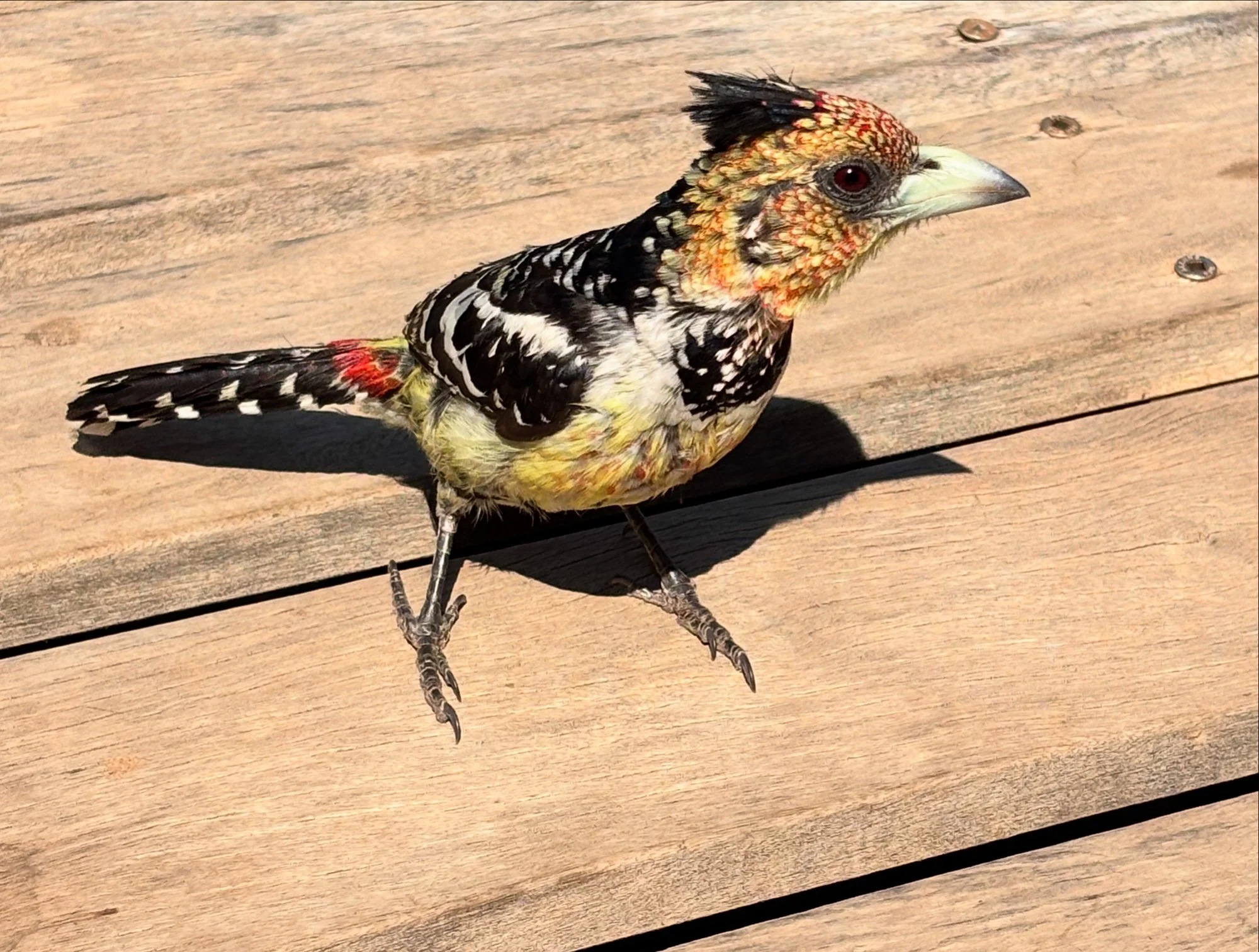 V-barbet.JPG