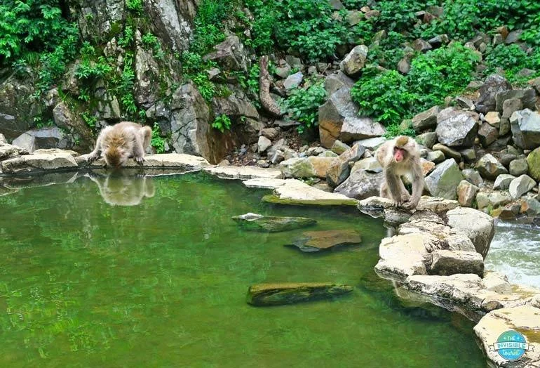 snow-monkeys-hot-spring.jpg