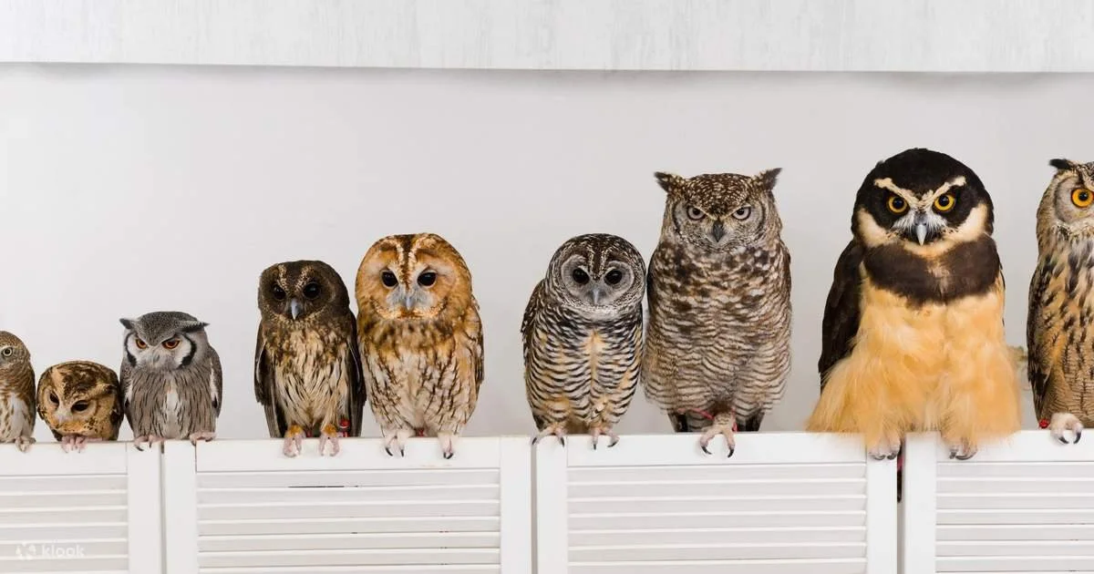 owl cafe.jpg
