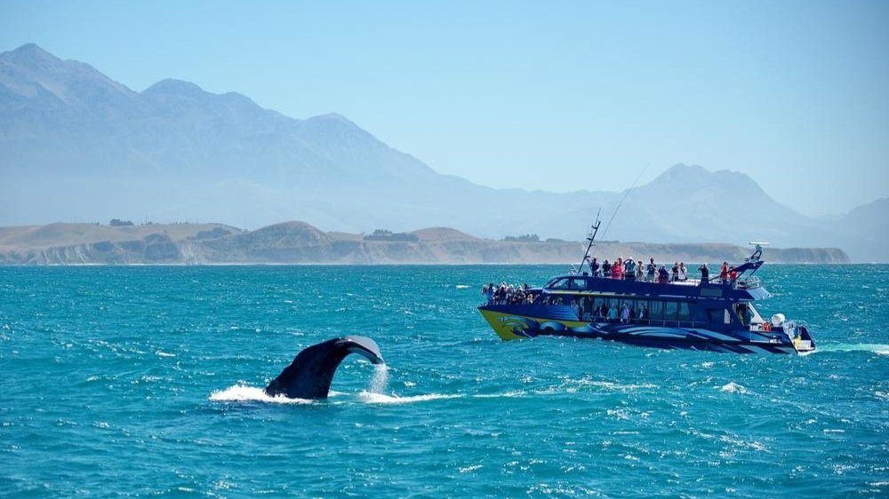 whale+watch+kaikoura.jpg