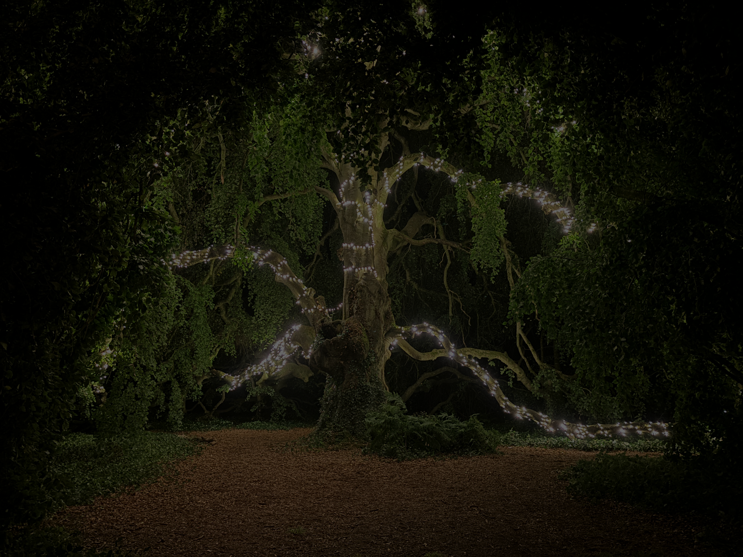 A large tree illuminated with string lights on its branches, set in a dark outdoor environment.