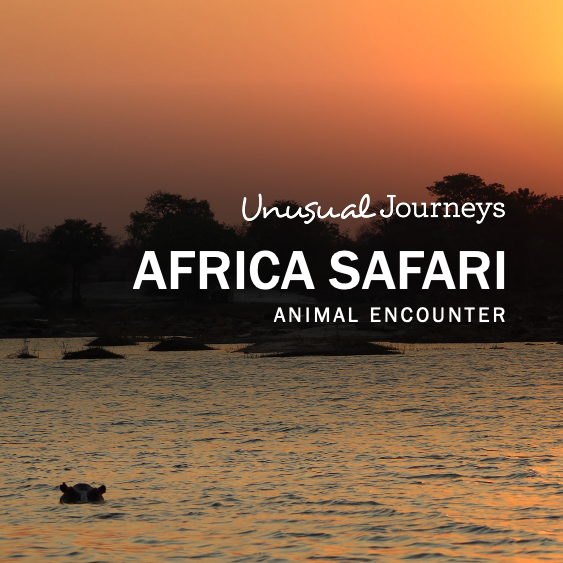 African Safari | Animal Encounters