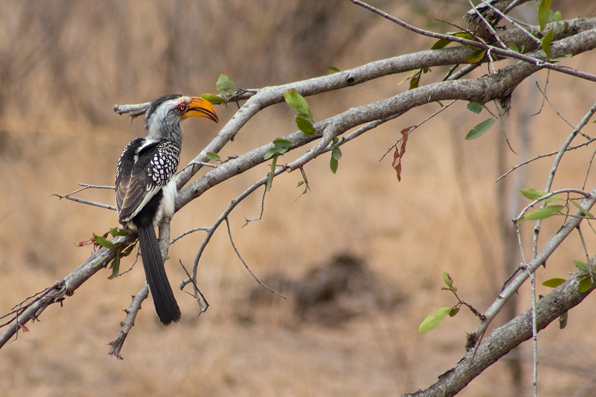 Africas Amazing Birds