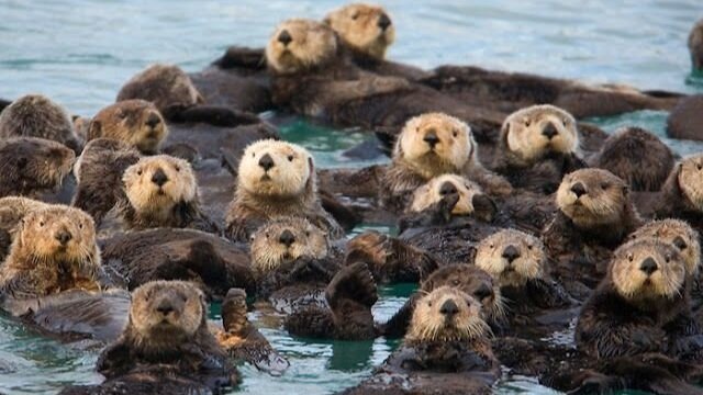 sea+otters.jpg