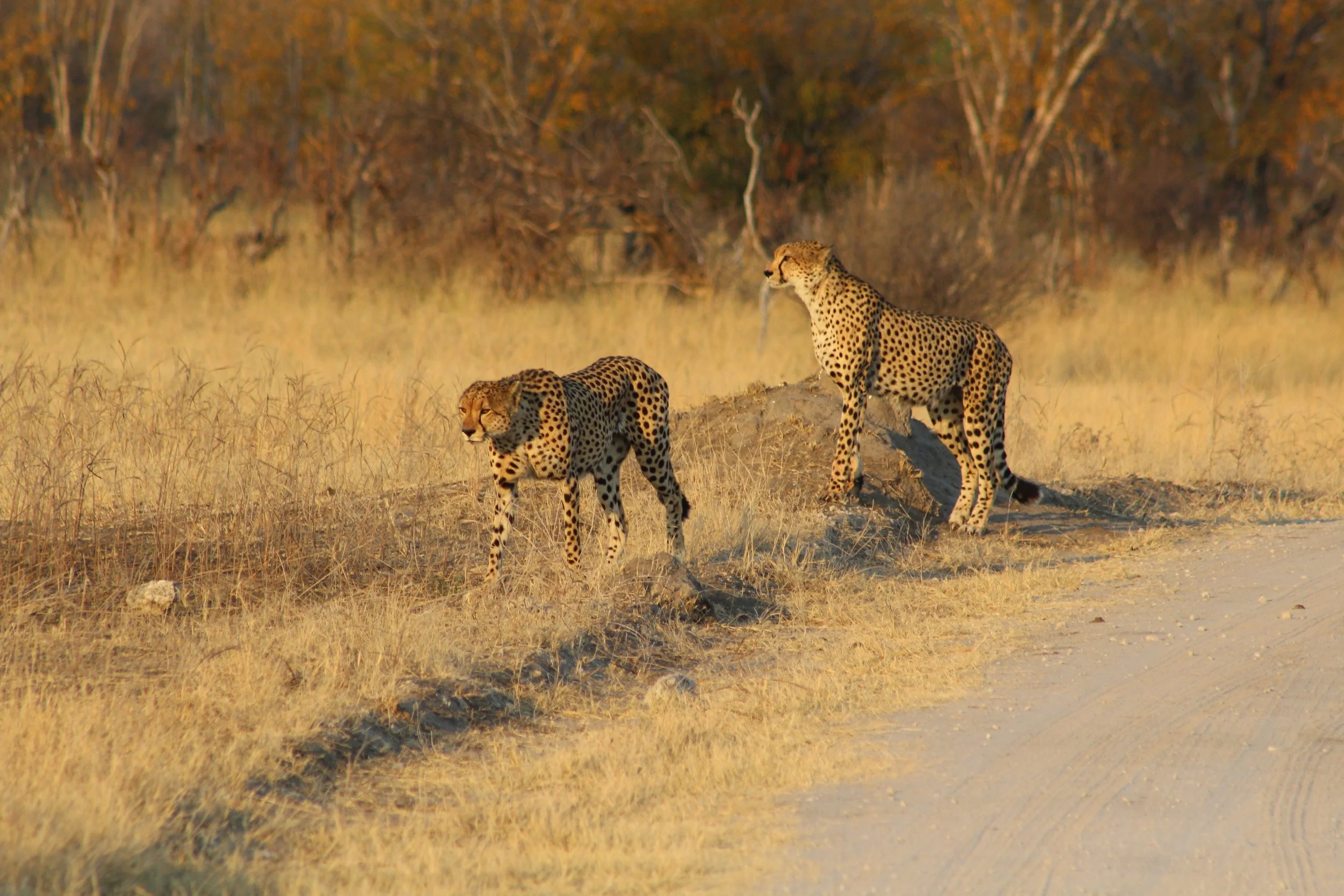 A pair of cheetahs posing in Hwange. ©Shelley Noeldechen