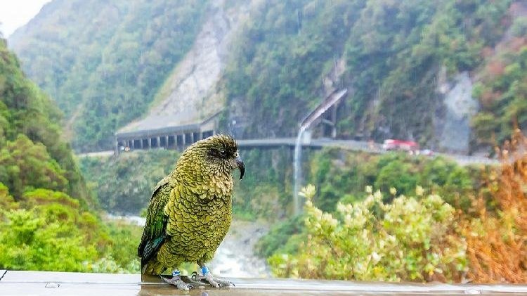 arthurs-pass-kea.jpg