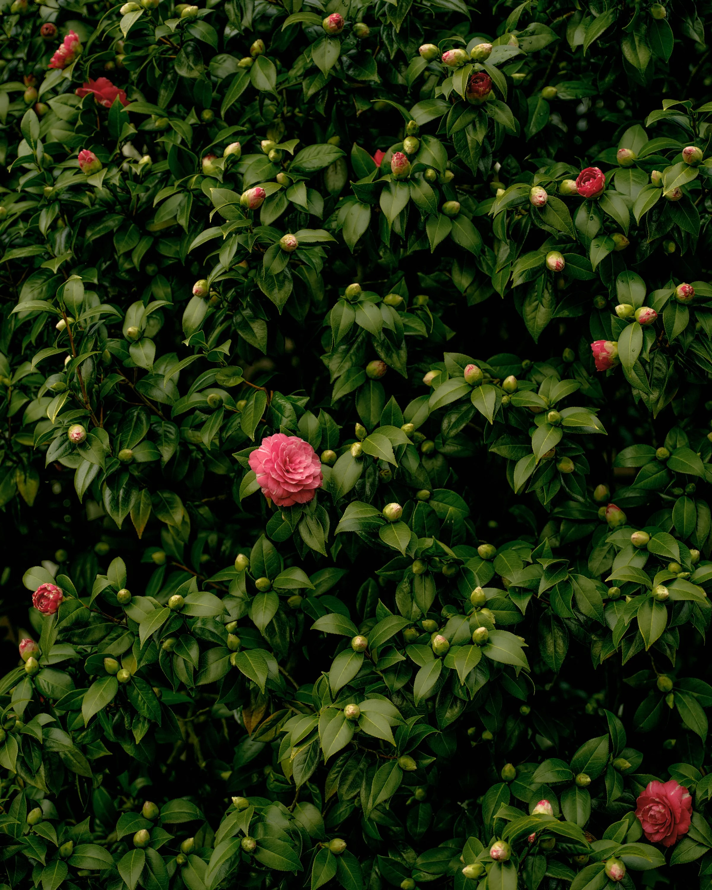 25_camellias_LINDSCF4097_v.2 1.jpg