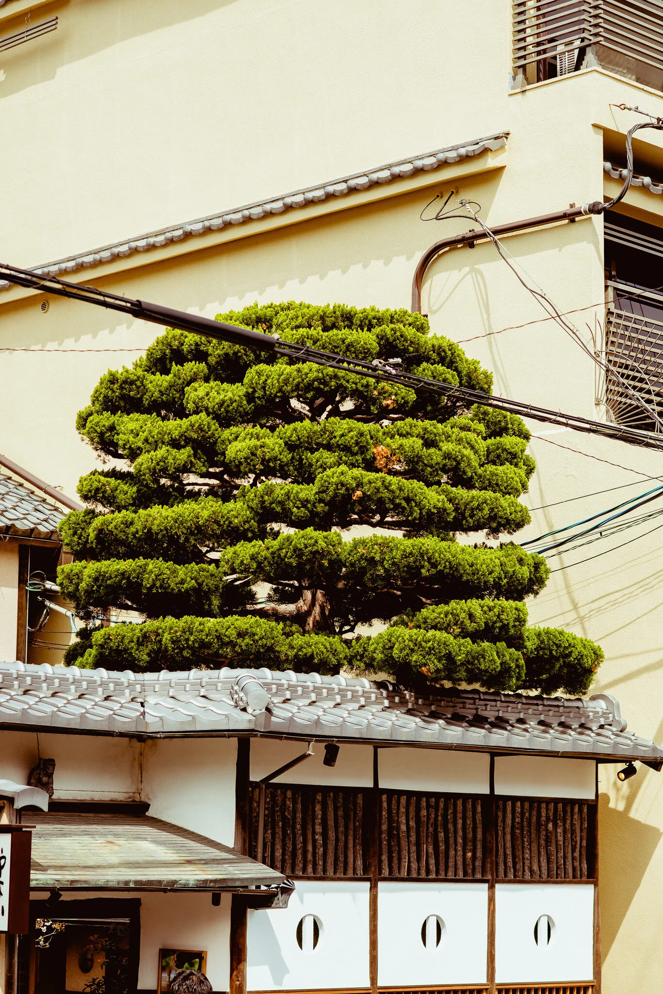 4_KYOTO_lindbloom__BLI4882.jpg