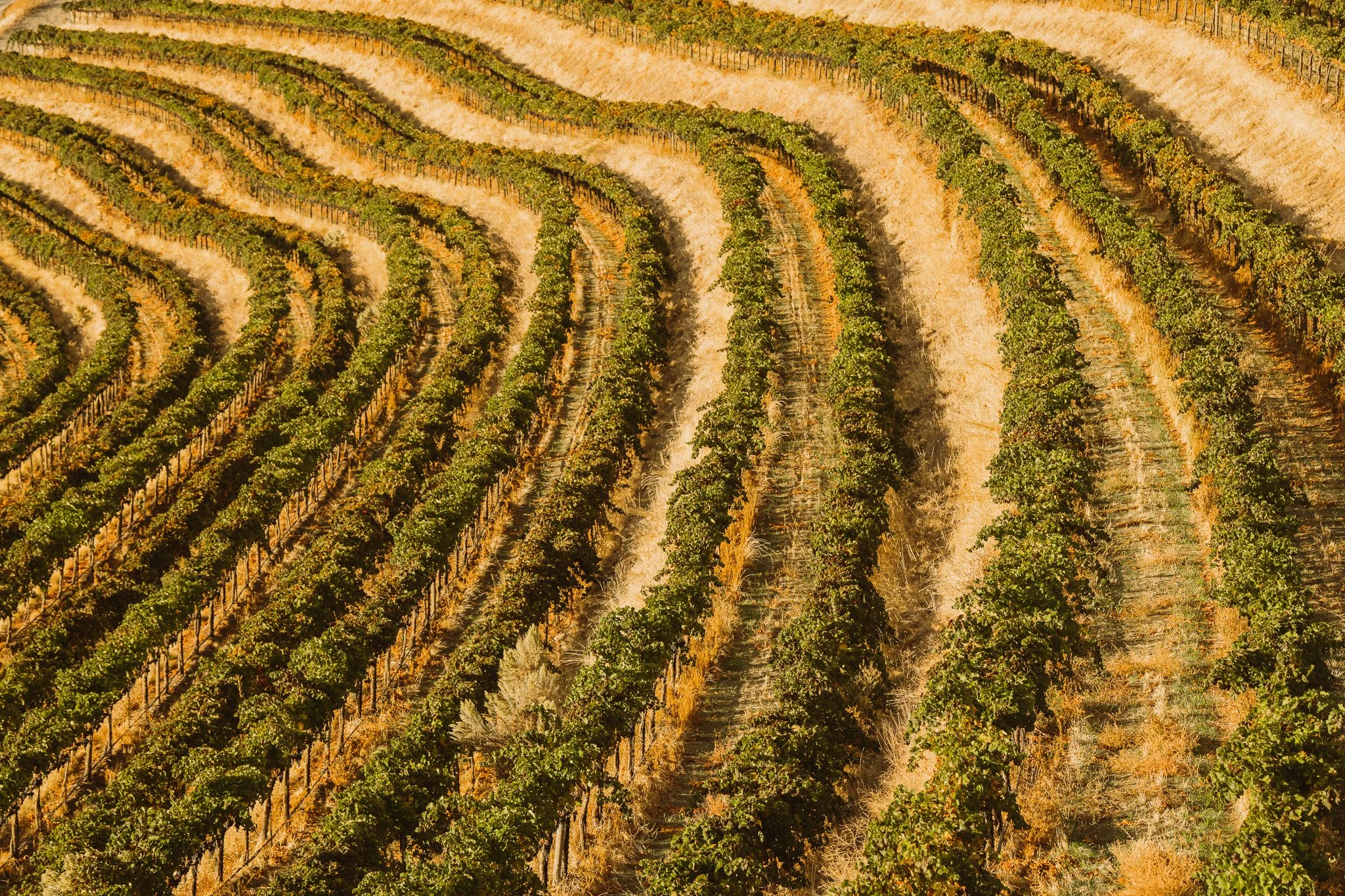 10.11.21_Wallula-Landscape_BenLindbloom_850_6299.jpg