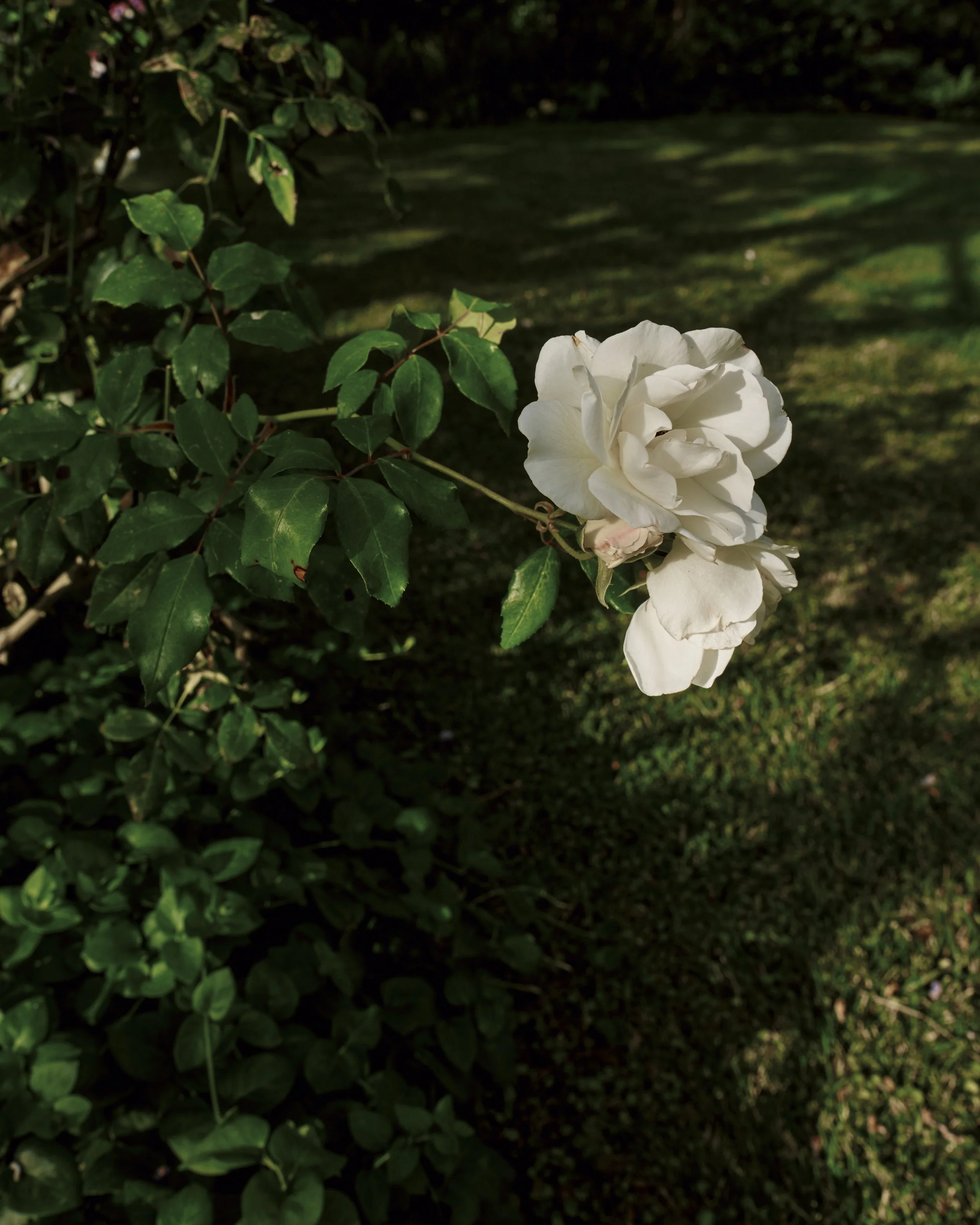 Lindbloom_TMAG_ExteriorFront_Details_DSF6437.jpg