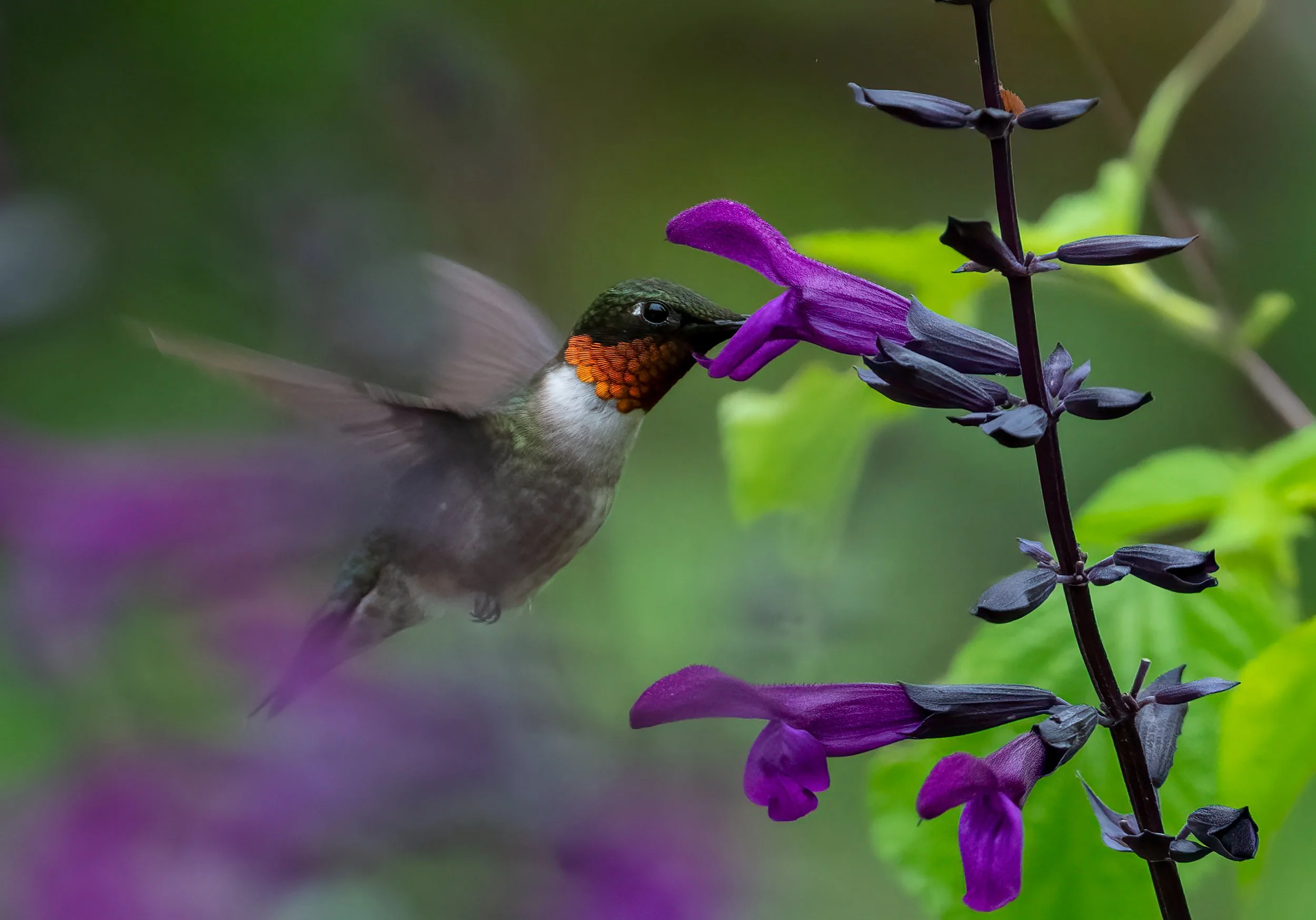 Hummingbirds