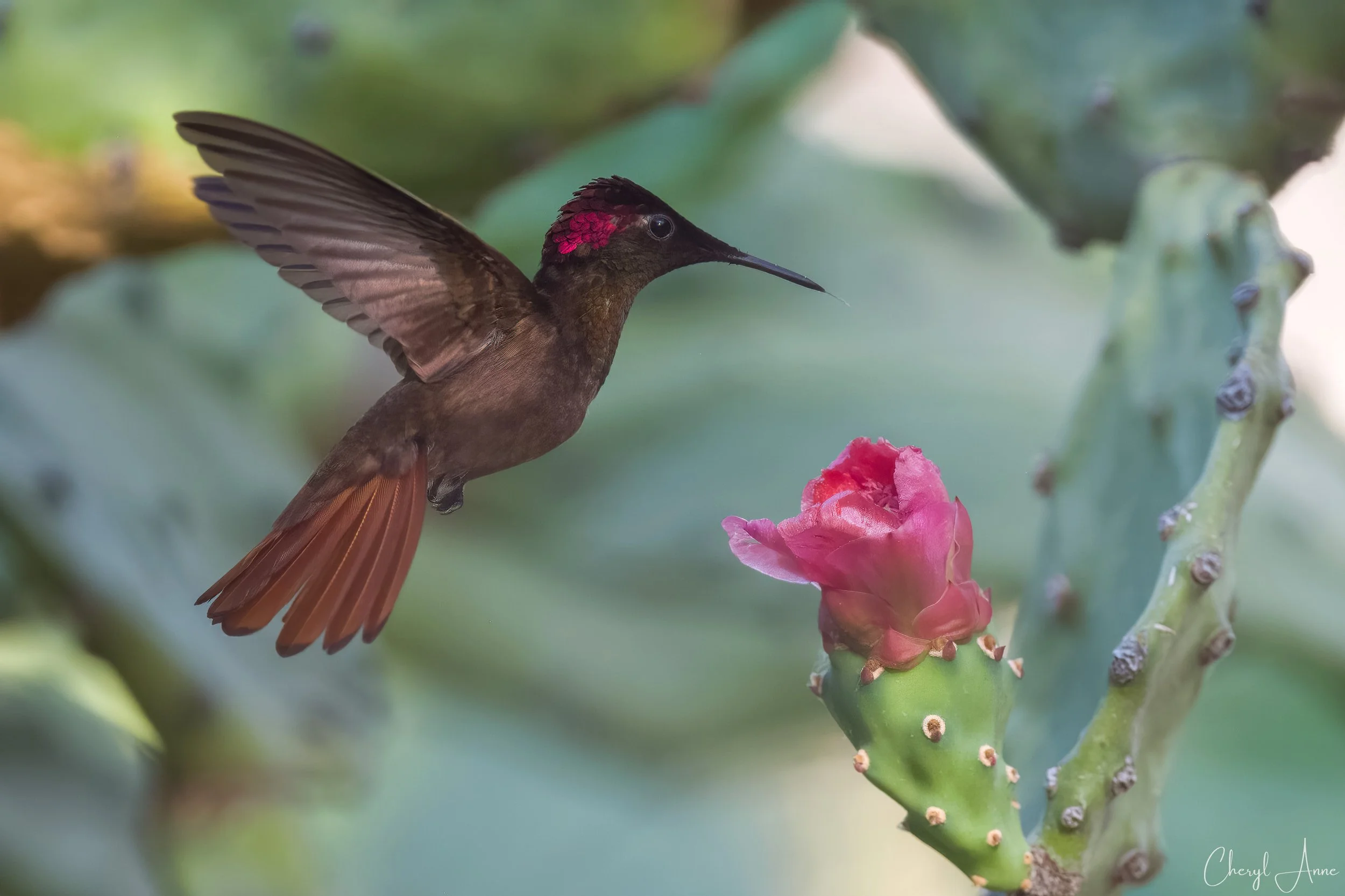 Hummingbird View Hummingbirds — Cheryl's Birds