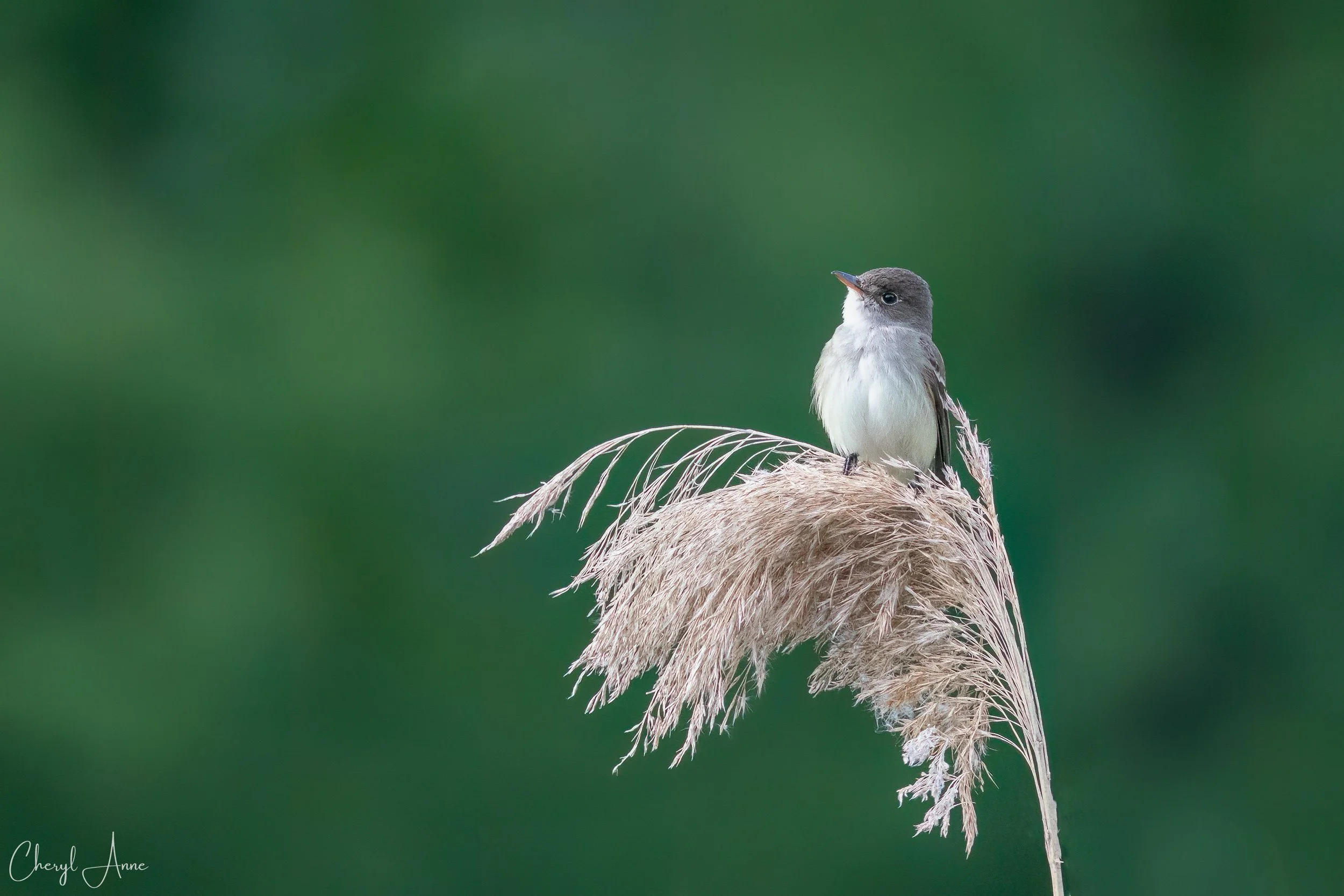 Flycatchers