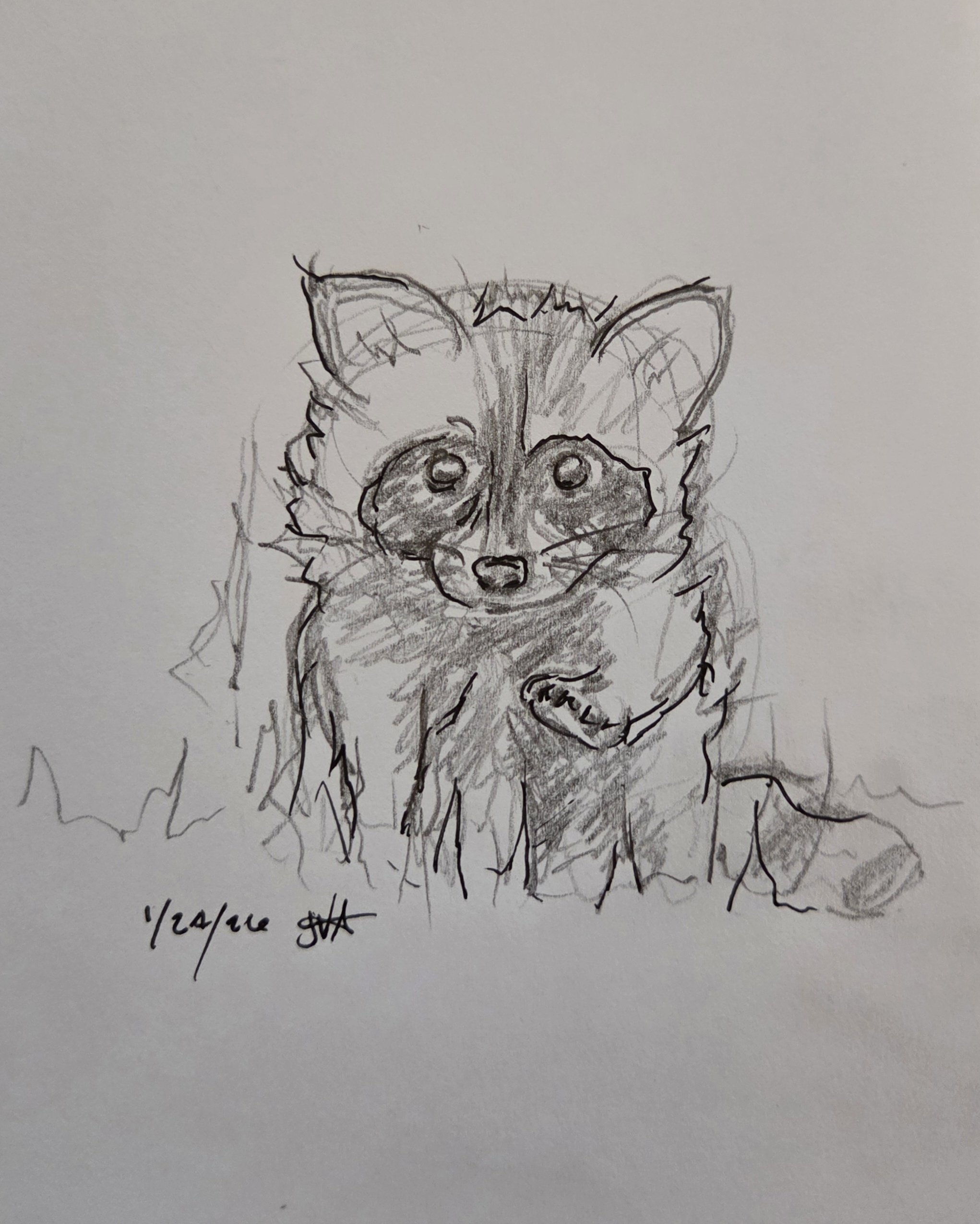 Raccoon - JVA.jpg