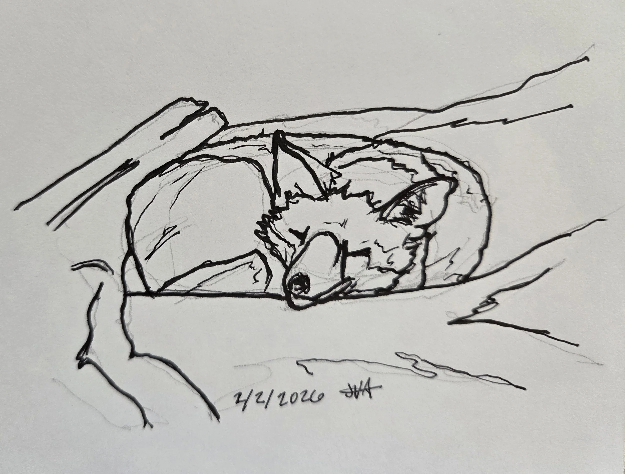 2026-02-02 Sleeping Fox - JVA.jpg