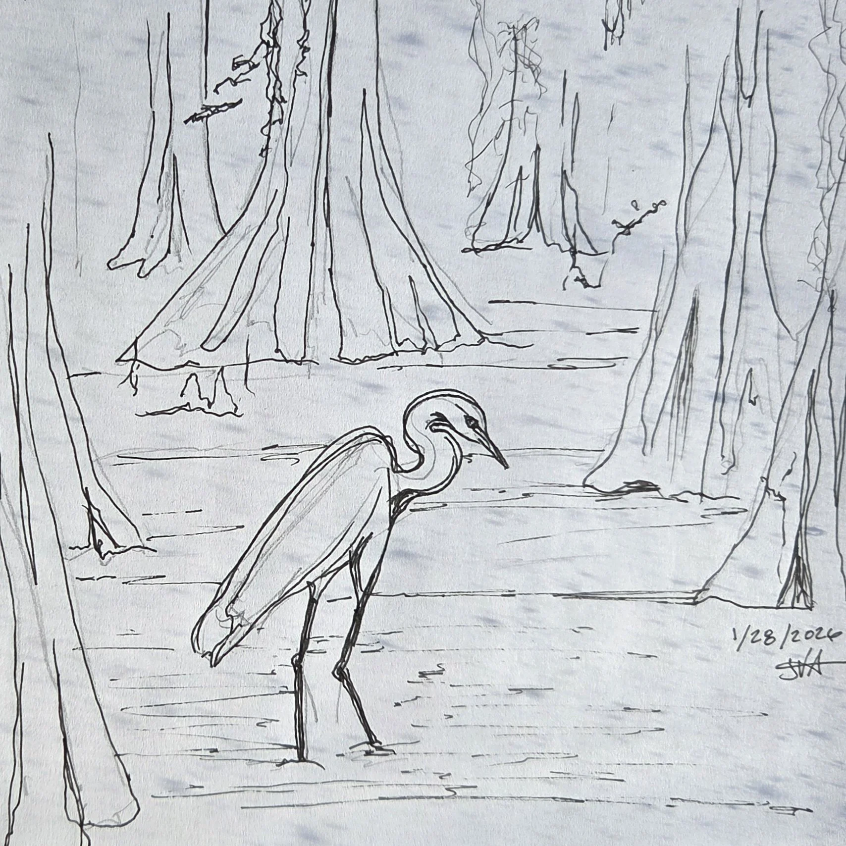 2026-01-28 Egret in the Cypress Swamp - JVA.jpg