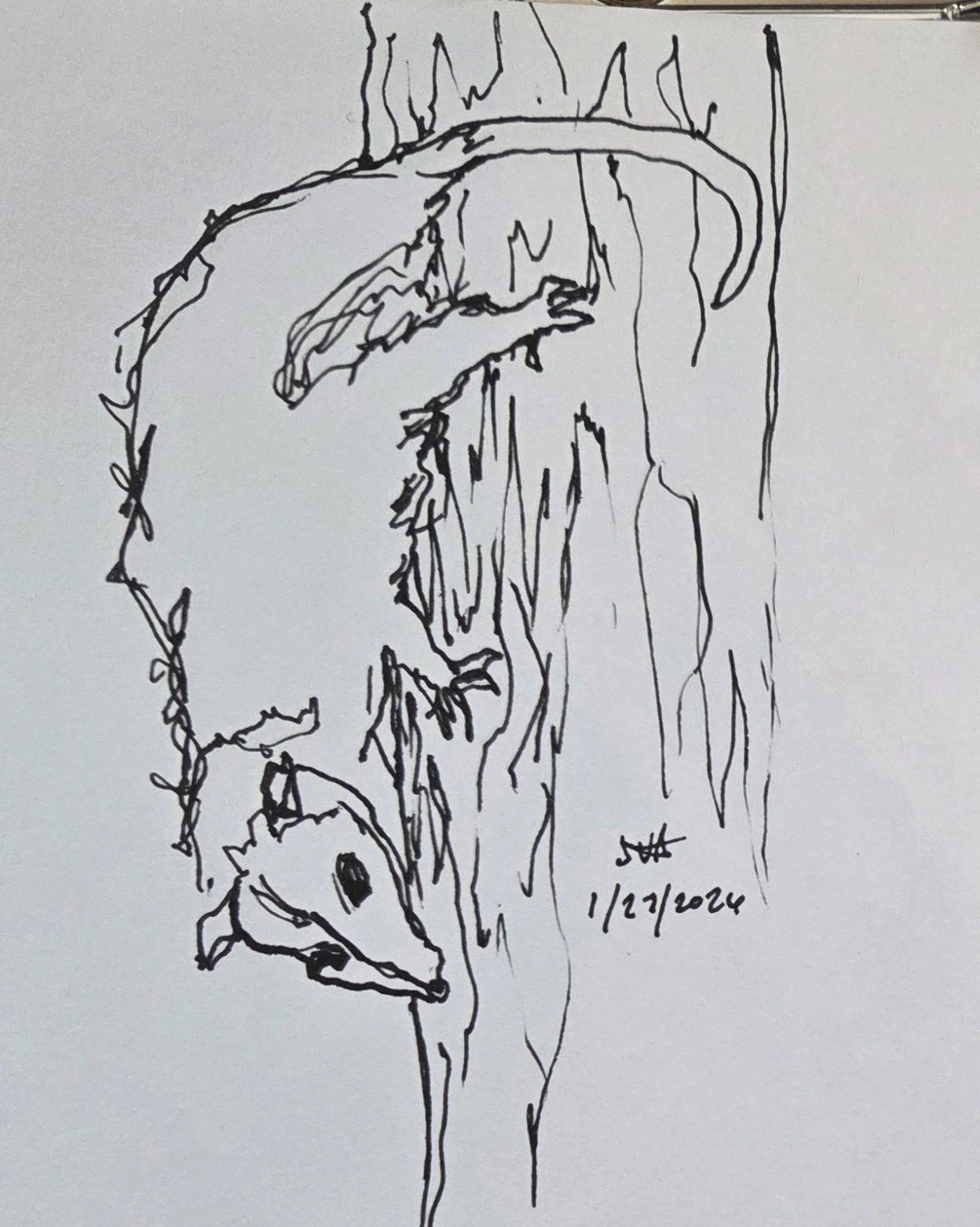 2026-01-27 The Possum King (1).jpg