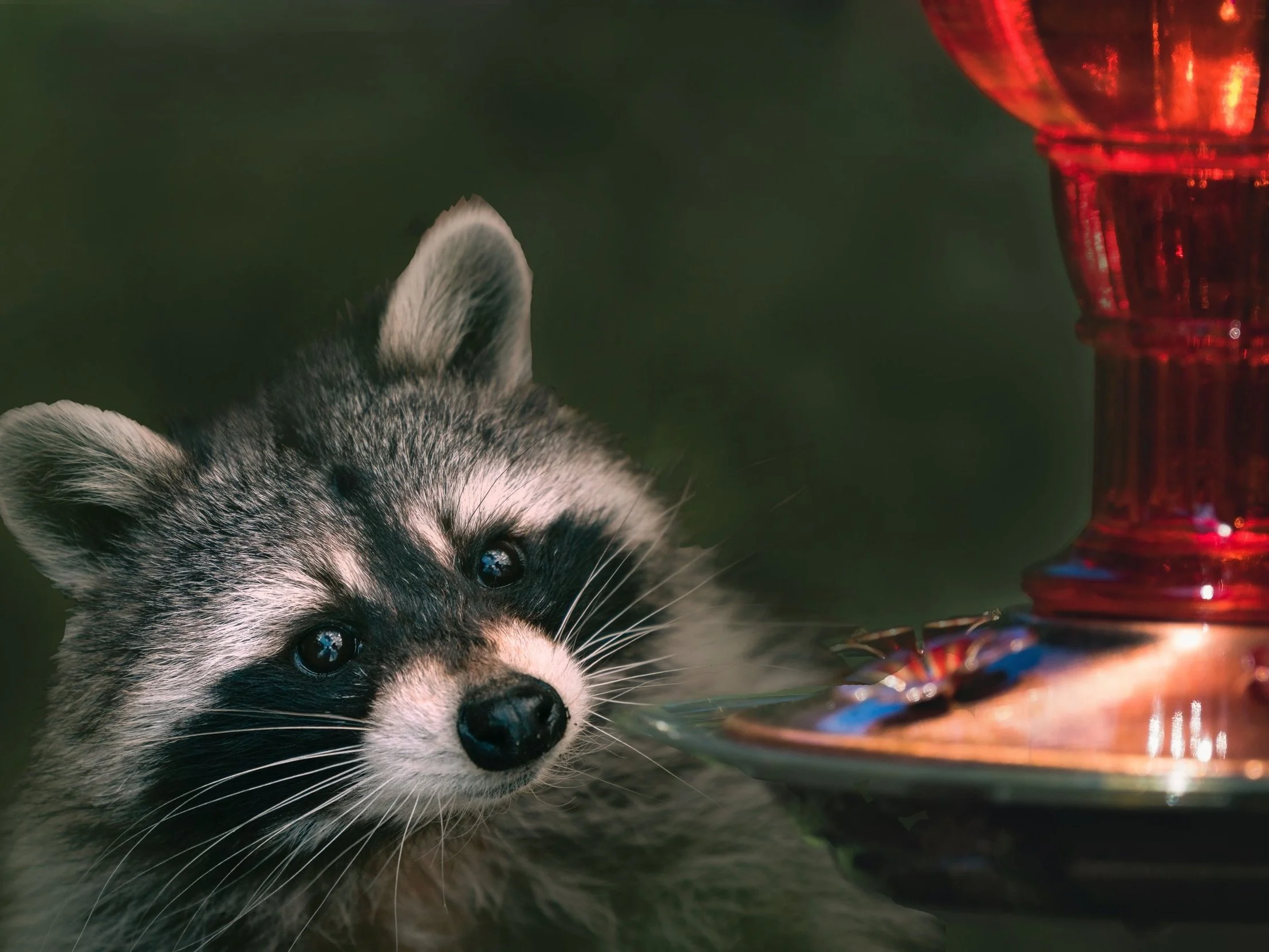 A raccoon at a red birdfeeder.