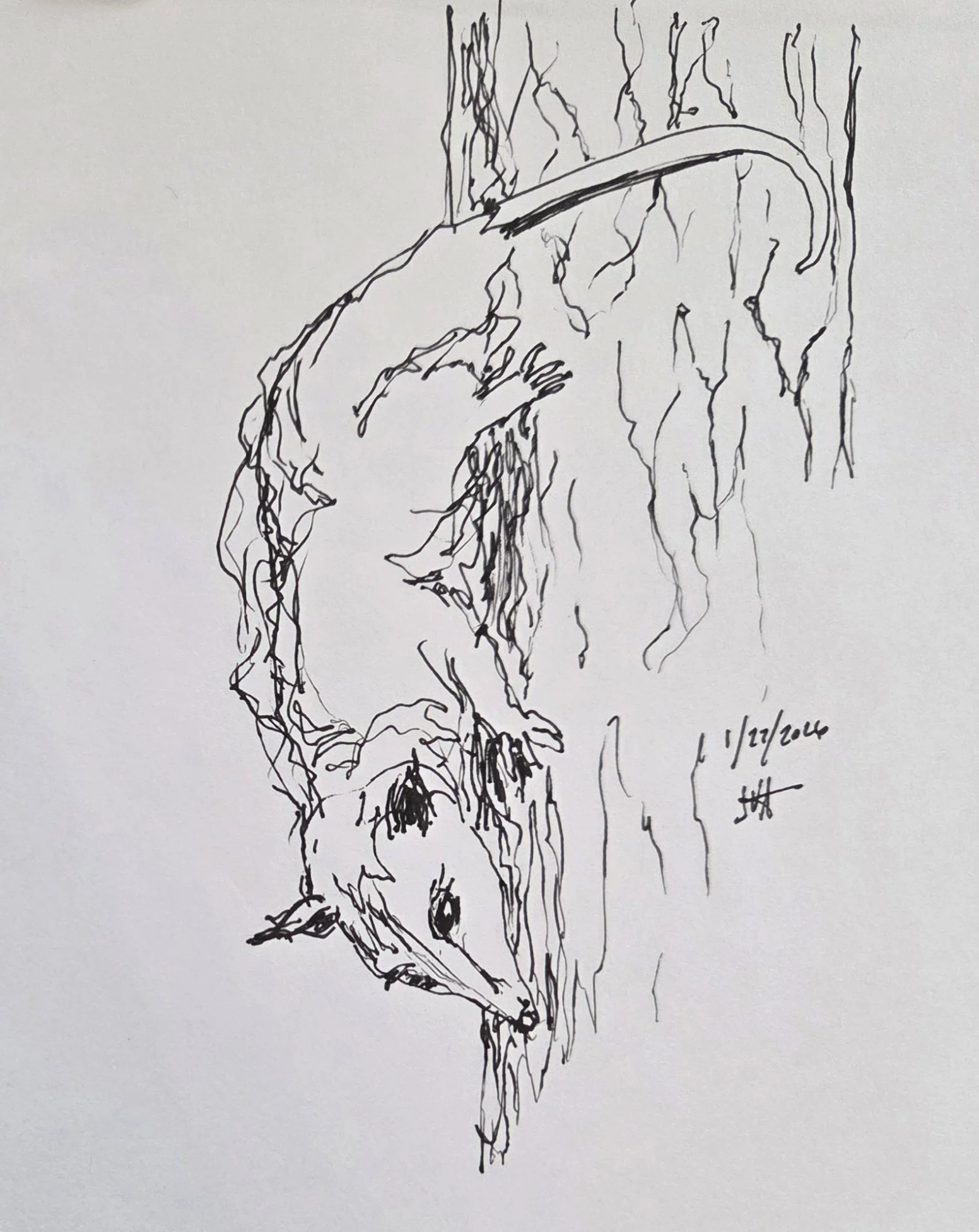 2026-01-27 The Possum King (2).jpg