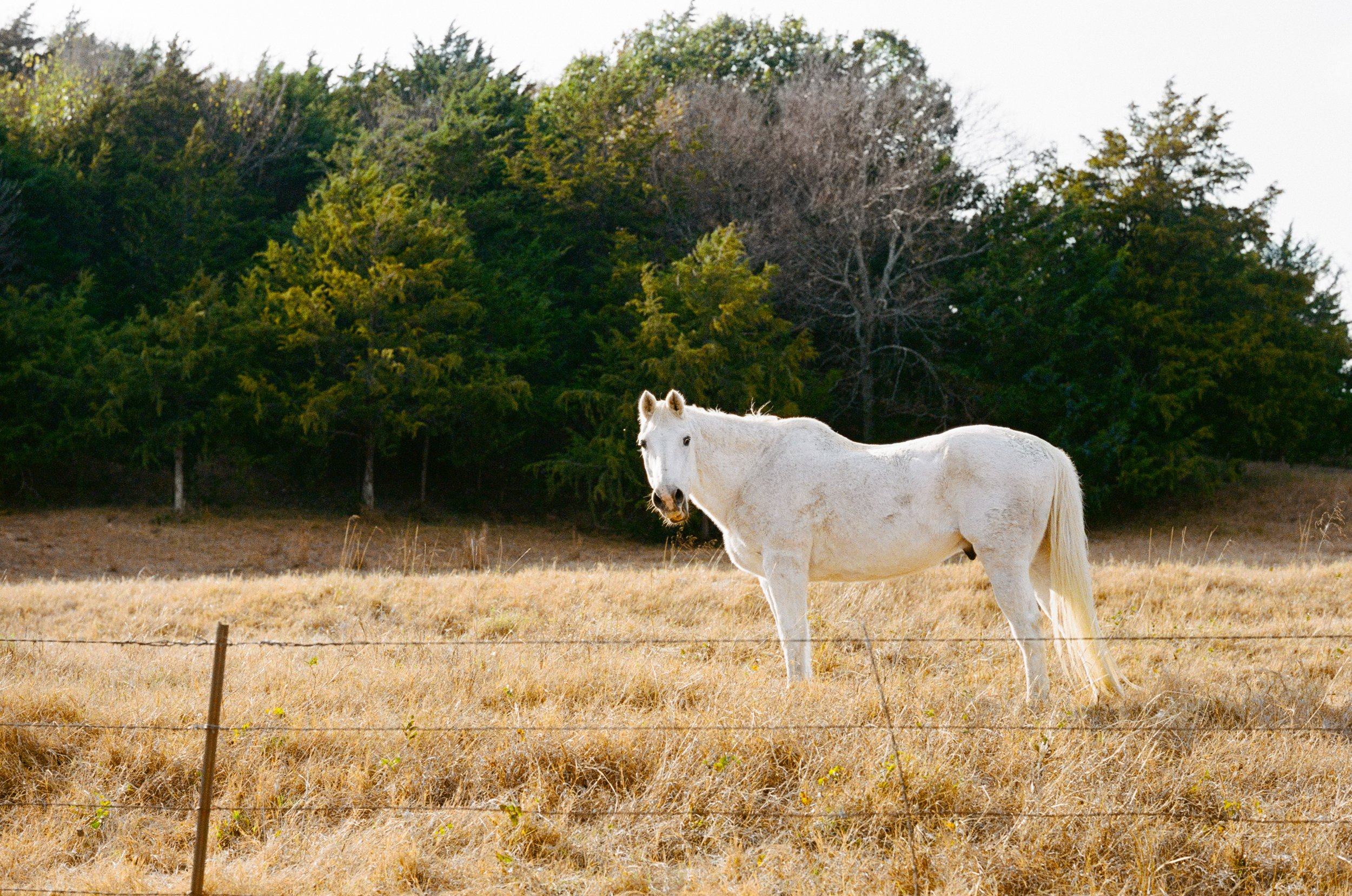 Film_Small_Town_Texas_2025_Leica_MP (30 of 39).jpg