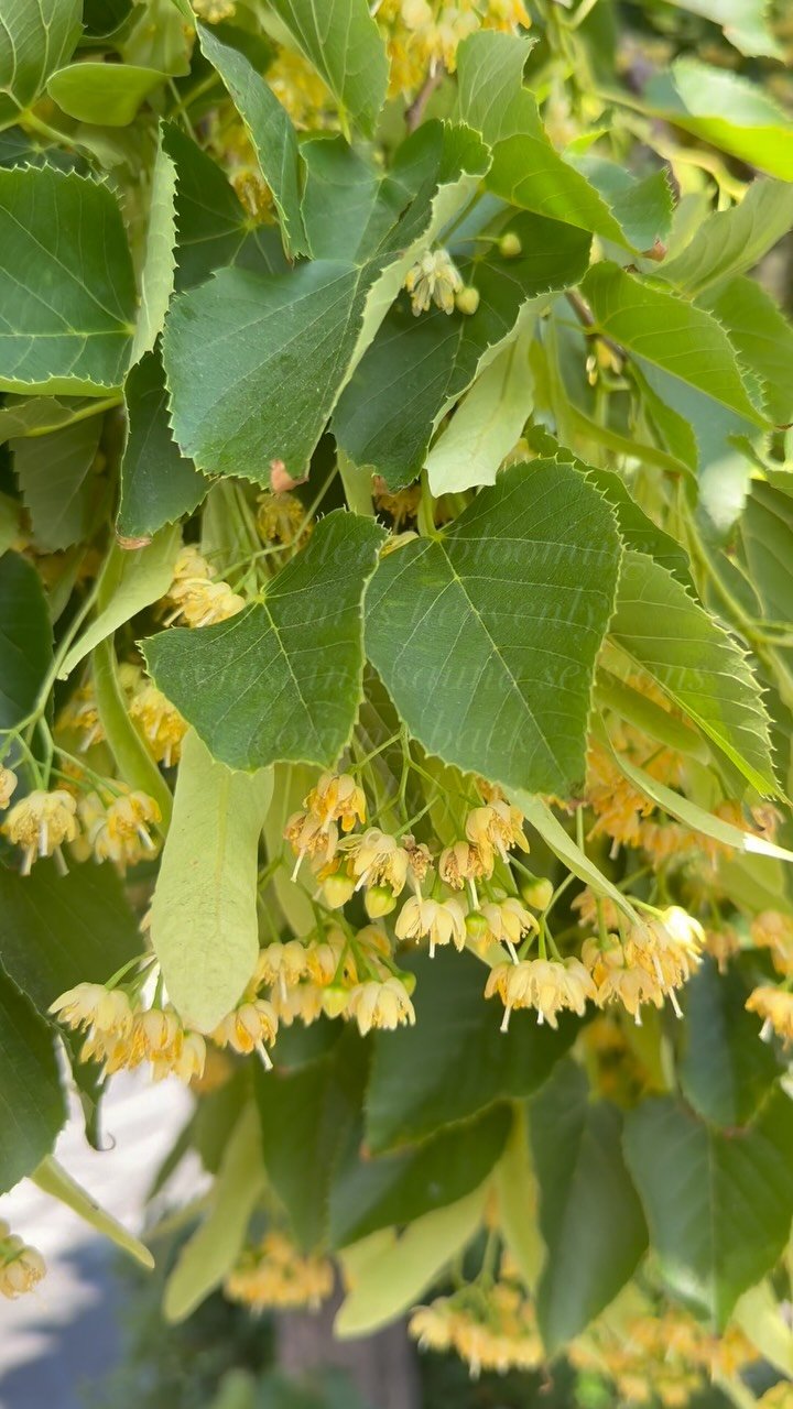 Linden is one of the traditional plant whisks of the Baltic bathing rituals that “Gather” has always been based on. Did you know that “Gather” to us means to GATHER ONESELF , GATHER IN COMMUNITY , but also to GATHER IN NATURE,