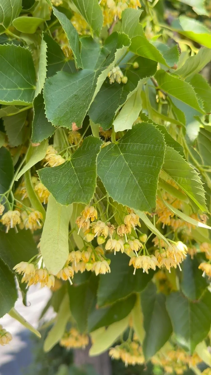 Linden is one of the traditional plant whisks of the Baltic bathing rituals that “Gather” has always been based on. Did you know that “Gather” to us means to GATHER ONESELF , GATHER IN COMMUNITY , but also to GATHER IN NATURE,