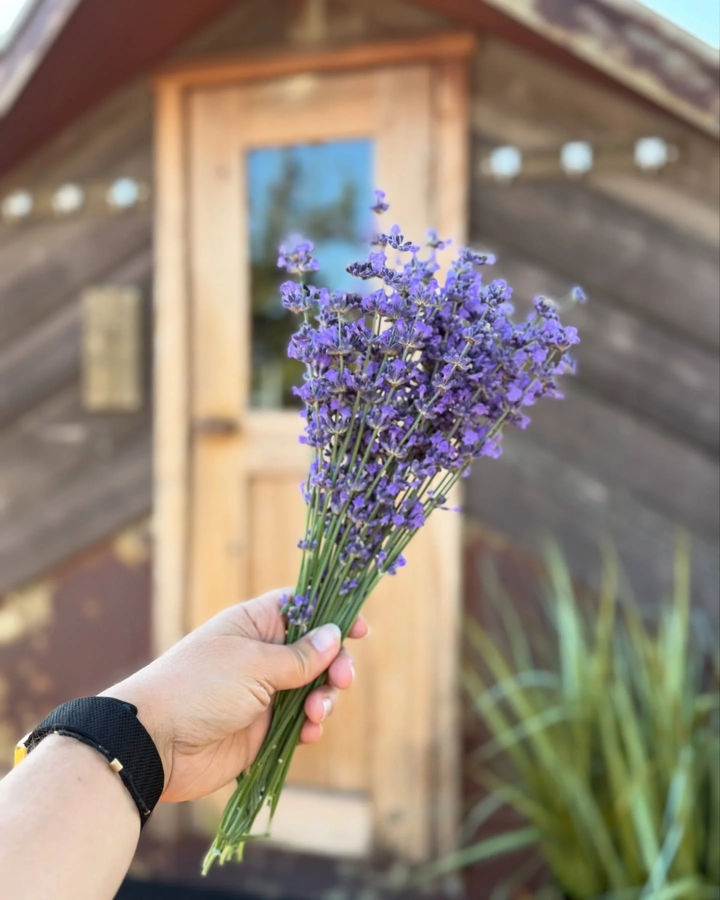 LAVENDER STEAM INFUSION! Want to experience a natural aromatherapy infusion in your next sauna session? Just ask your host! We have an abundance of fresh lavender growing and in bloom all over the property @hanaicommunity πππΌ well cut you some fre