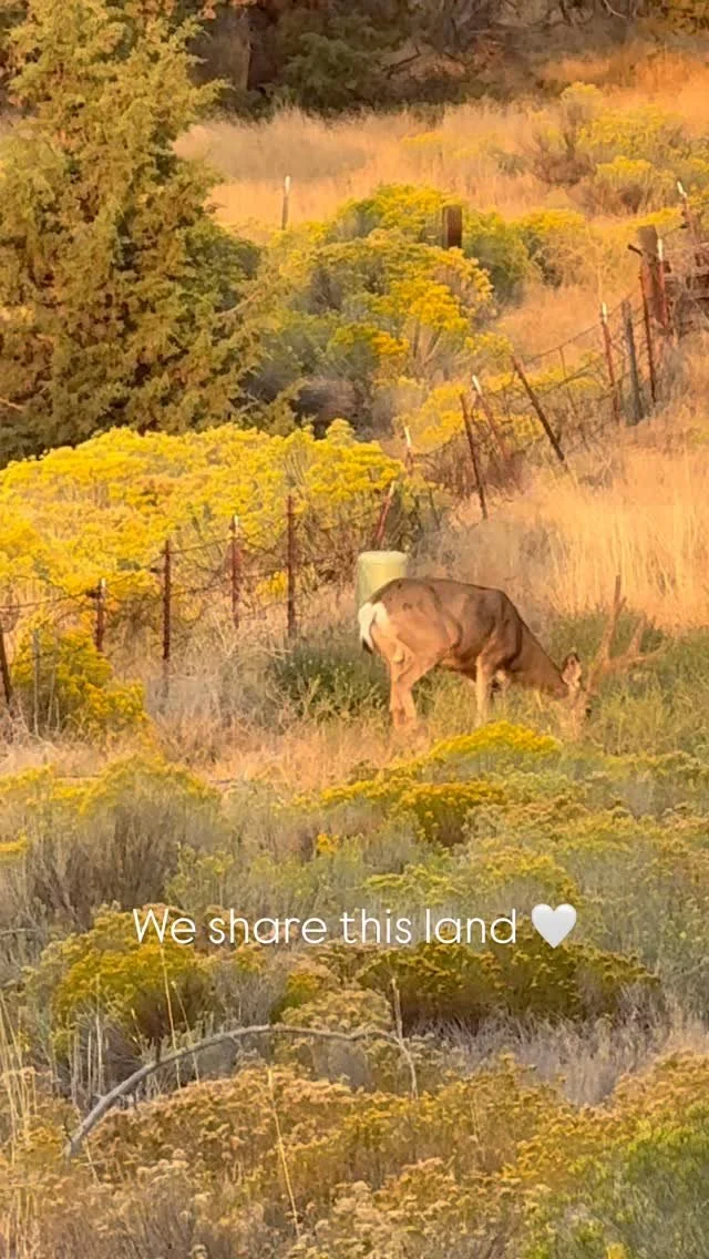We are grateful to be sharing space on this land with folks who believe in the value intentional stewardship, sustainability, and in a sacred reciprocity with the land and its inhabitants. This is a place that ensures we are making space for all for