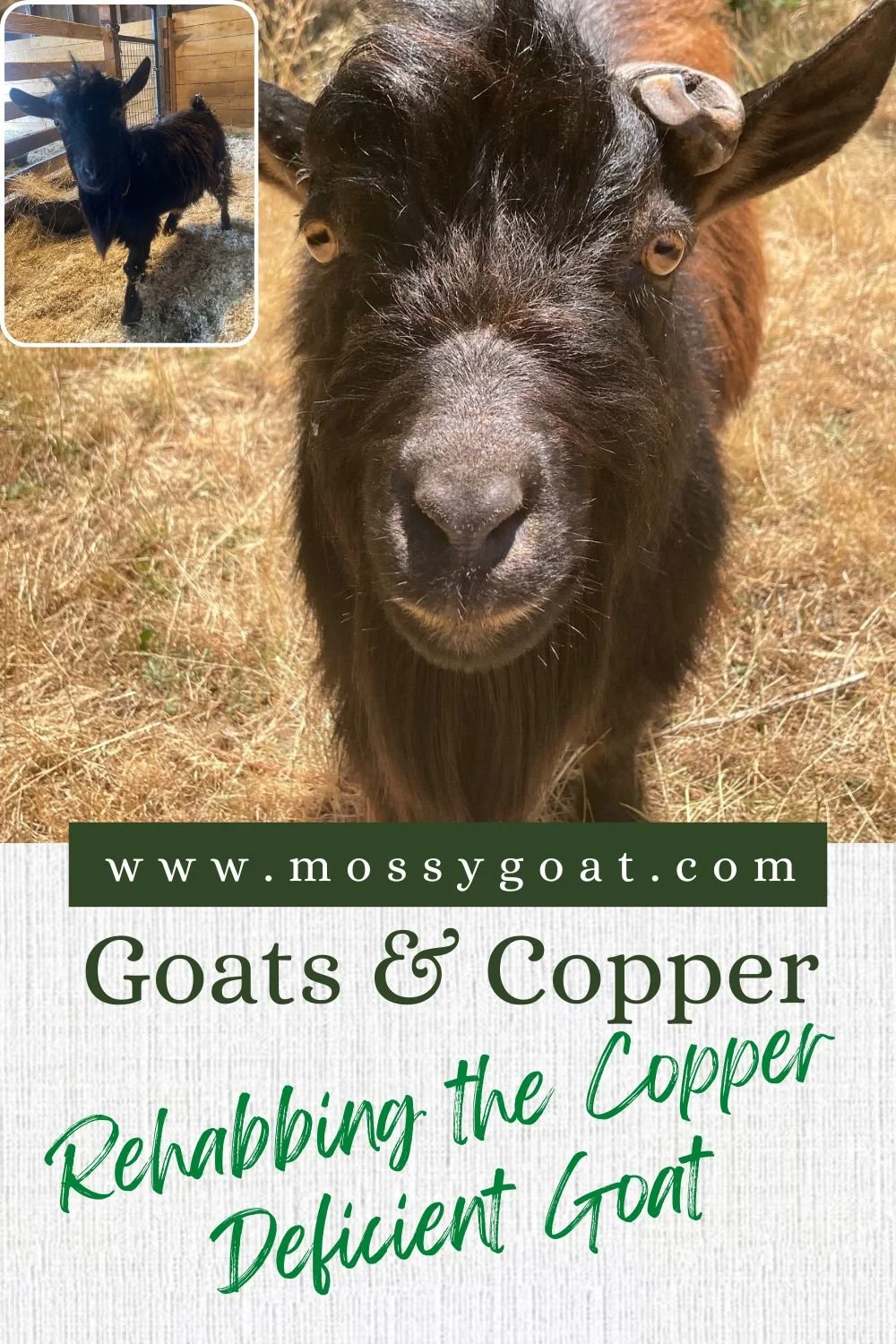 Goats and Copper Rehabbing the Copper Deficient Goat — Mossygoat Farm