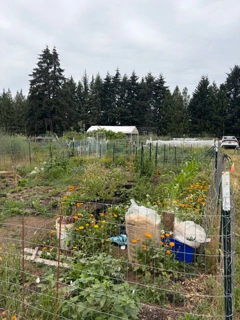 garden plot with wild wisdom wool pellets clackamas community college
