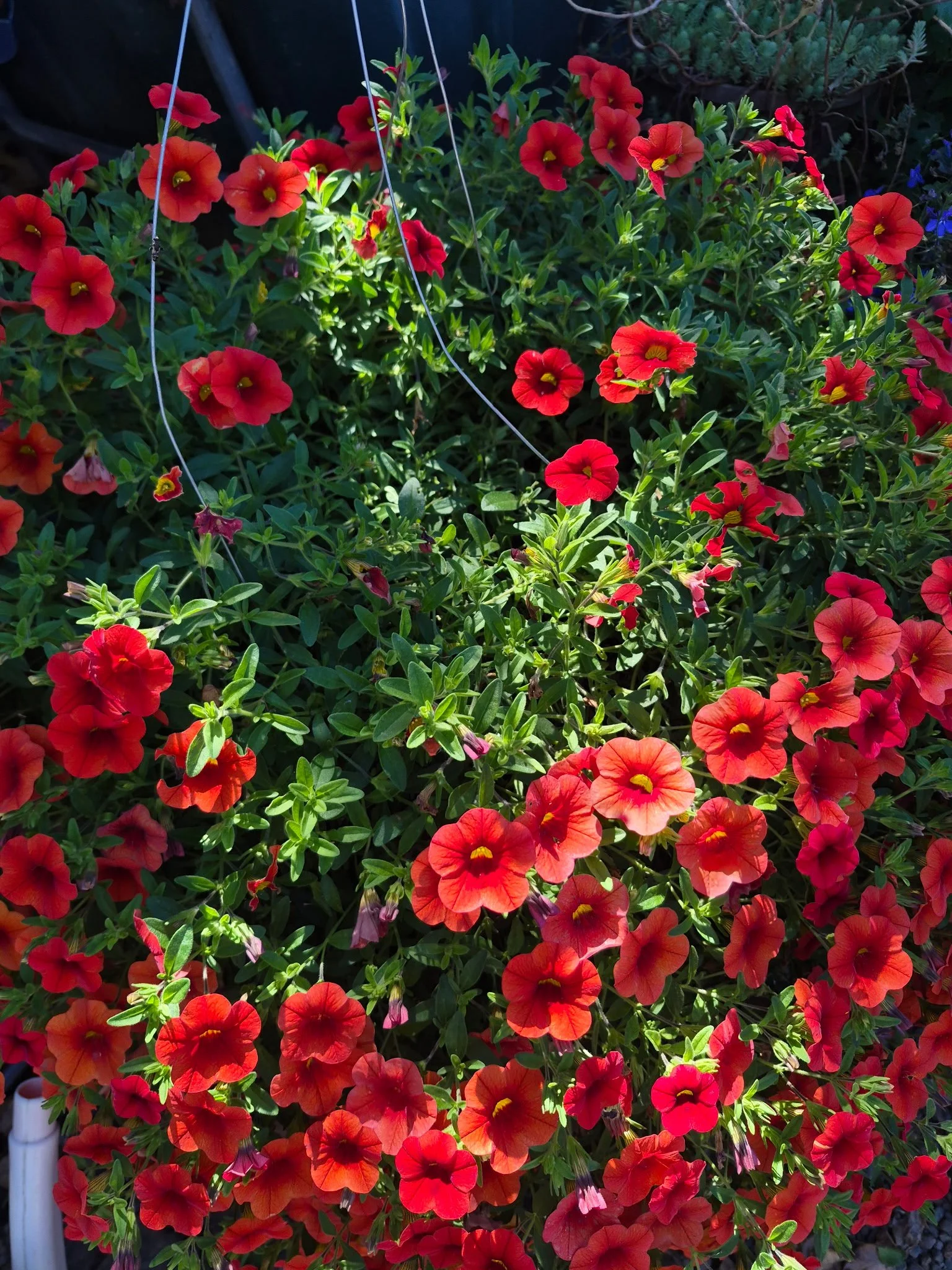 using wool pellets in hanging baskets