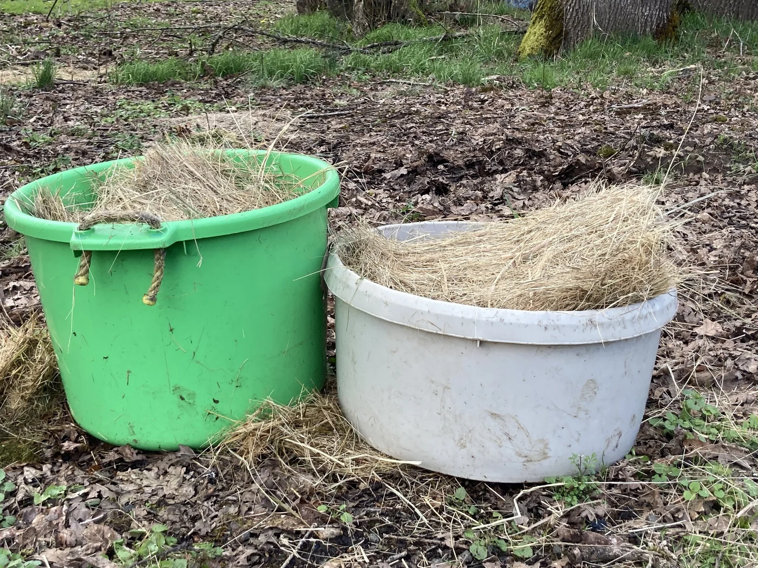 How and Why to Soak Hay — Mossygoat Farm