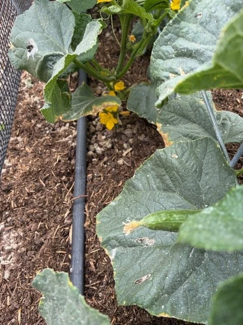 healthy vegetable garden with wild wisdom wool pellets