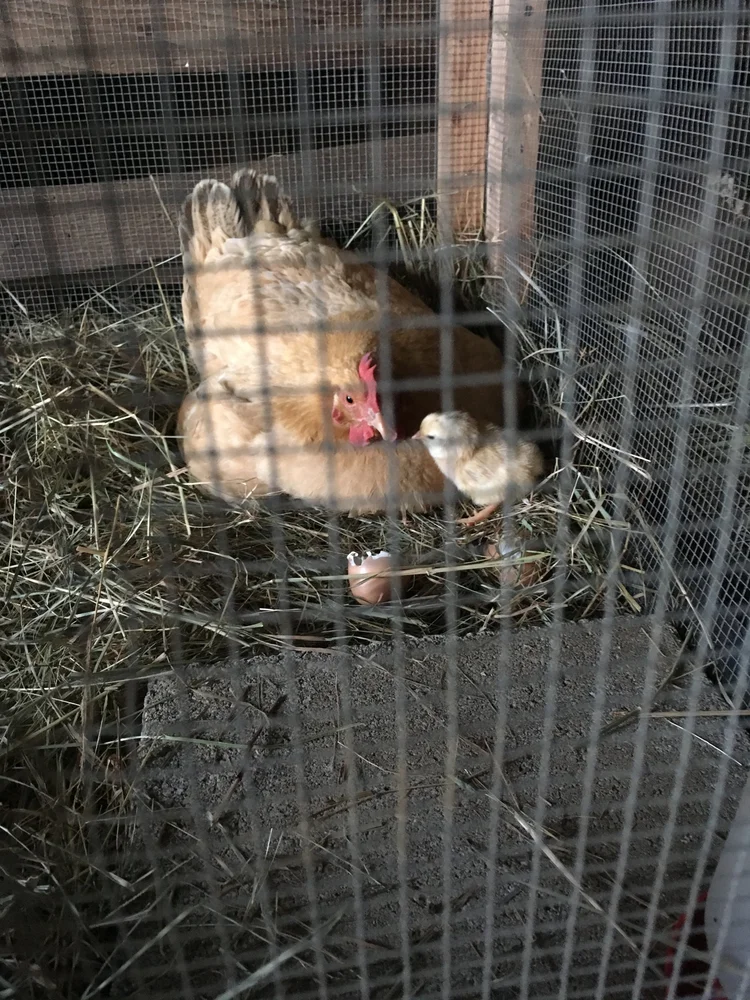 Things to Consider When Building a Secure Chicken Coop — Mossygoat Farm