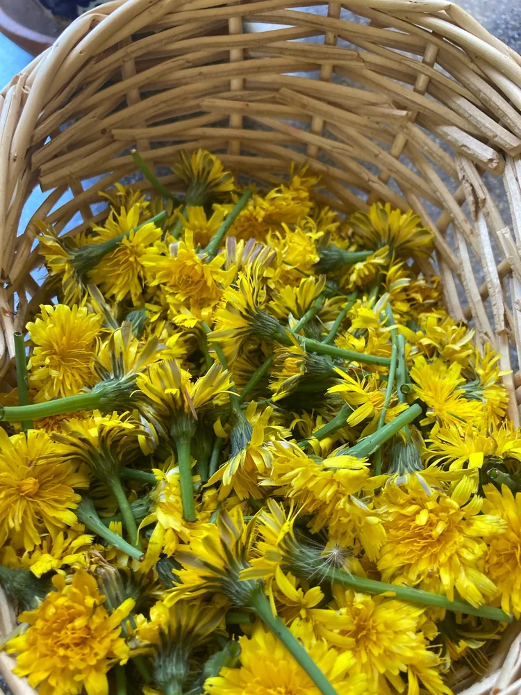 False Dandelions vs. True Dandelions and a Cat’s Ear Jelly Recipe
