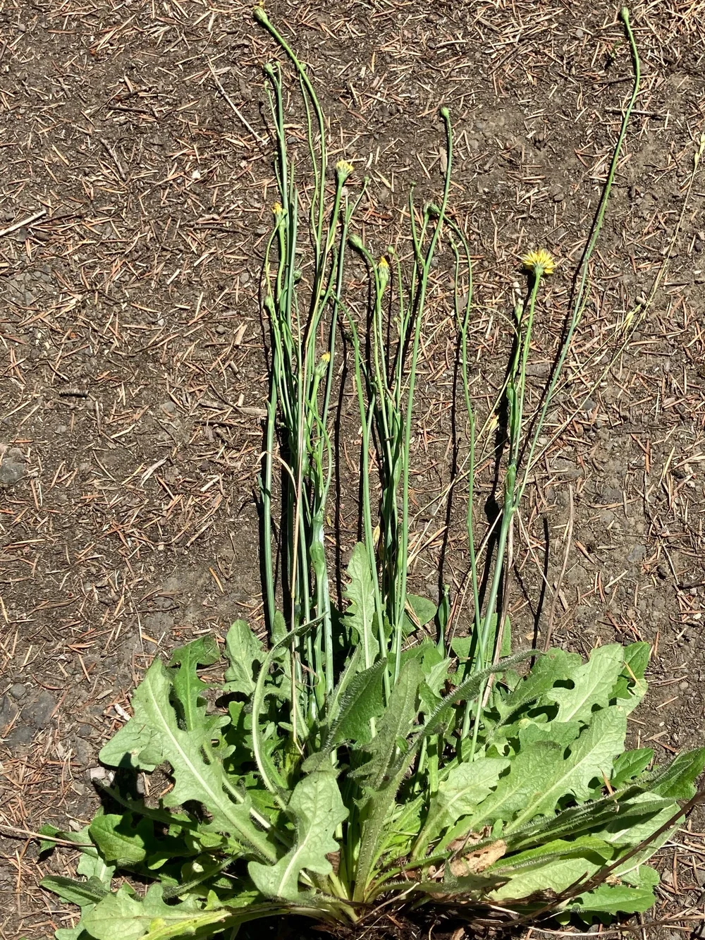 False Dandelions vs. True Dandelions and a Cat’s Ear Jelly Recipe