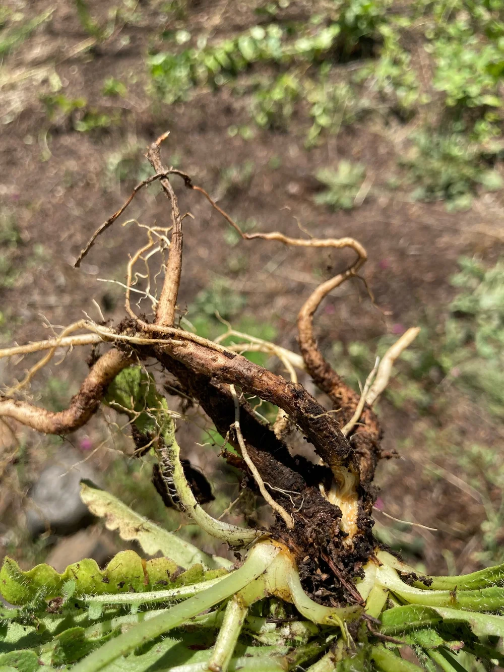 False Dandelions vs. True Dandelions and a Cat’s Ear Jelly Recipe