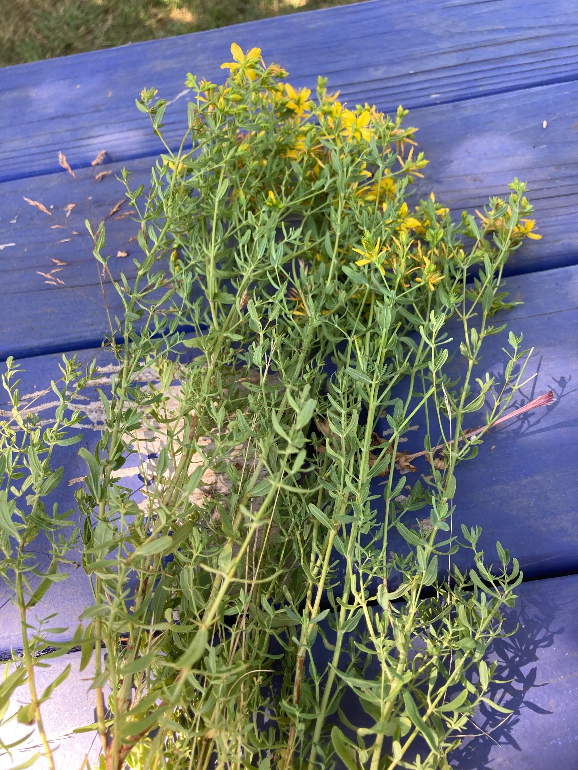 Tansy Ragwort and St. John’s Wort in the Homestead Pasture. — Mossygoat Farm