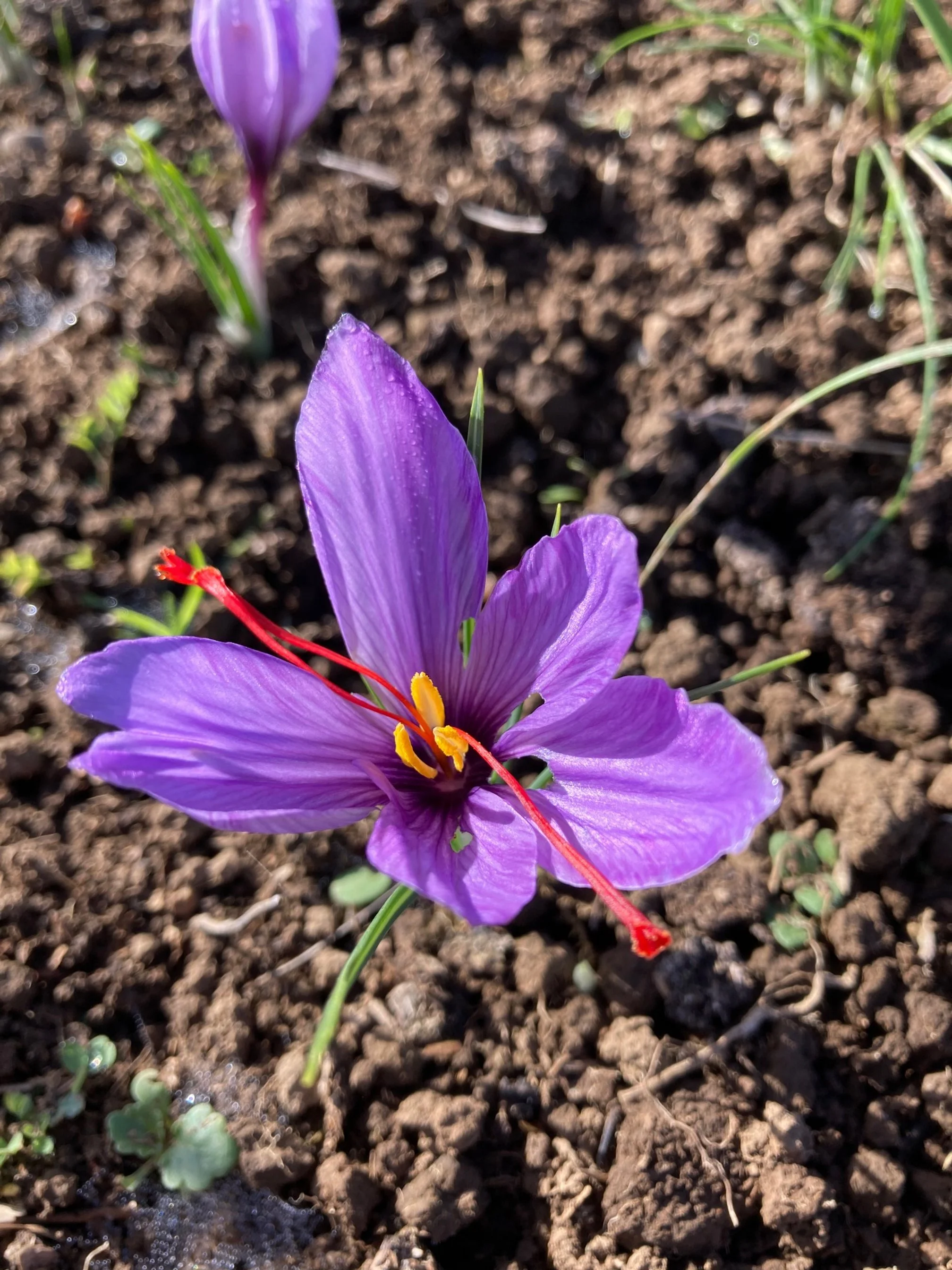 Saffron Flower Essence — Mossygoat Farm