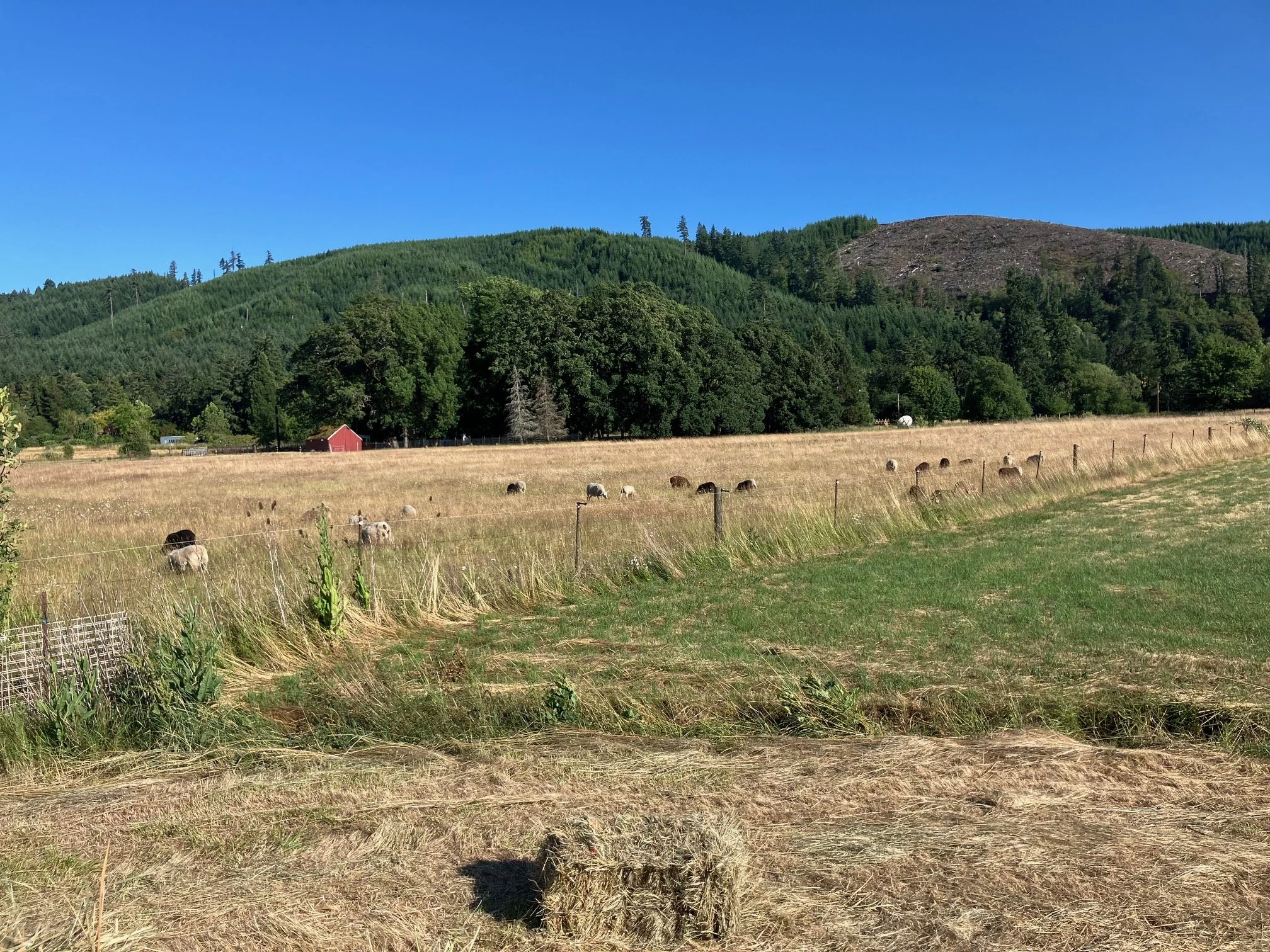 Notes from a Small Sheep Farm on Mid July